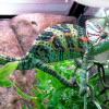 adult translucent veiled chameleon