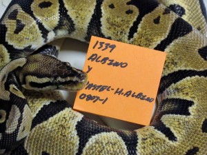 Twin Cities Reptiles Hours Twin Cities Reptiles Hours