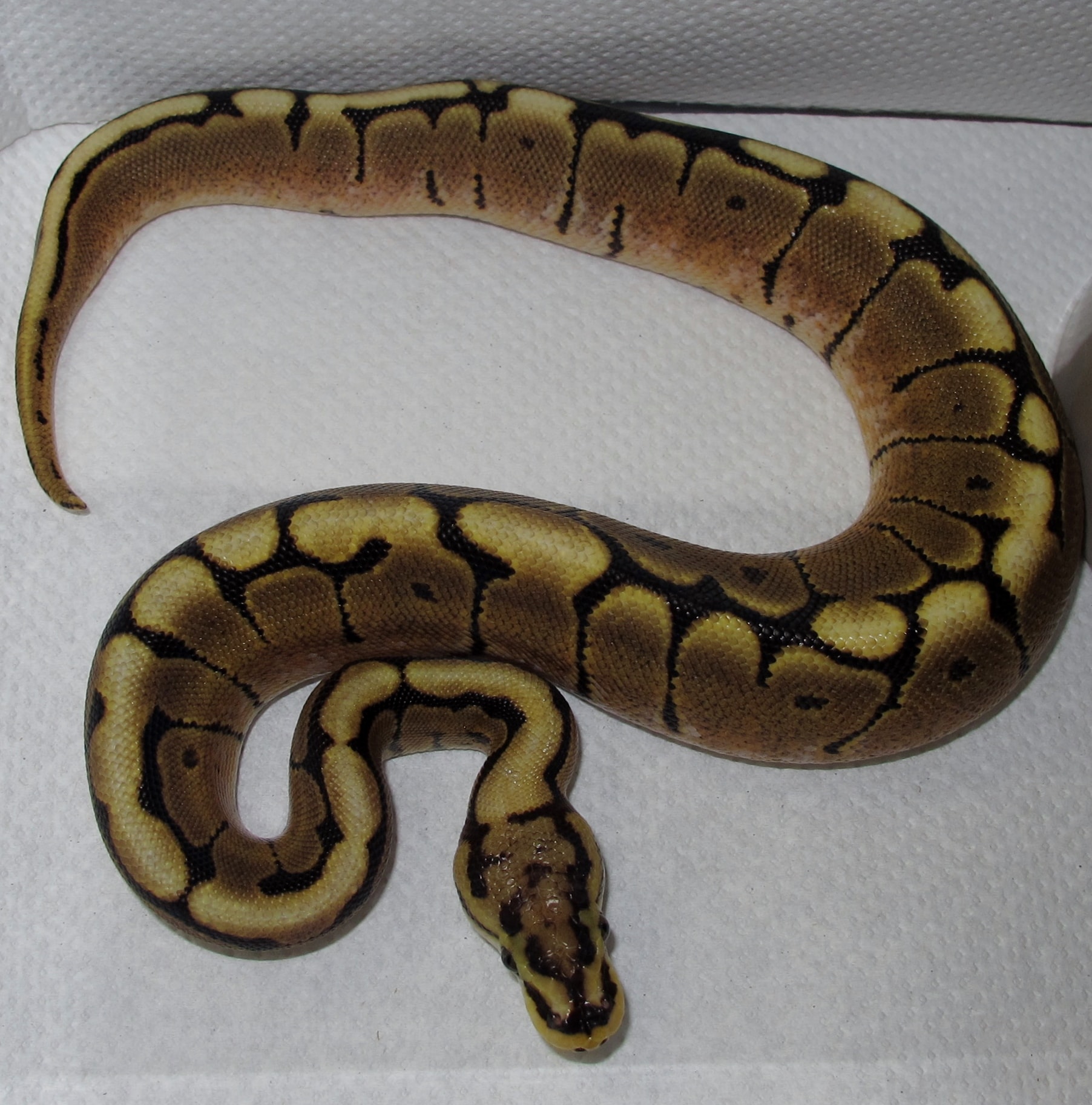 Twin Cities Reptiles Hours Twin Cities Reptiles Hours