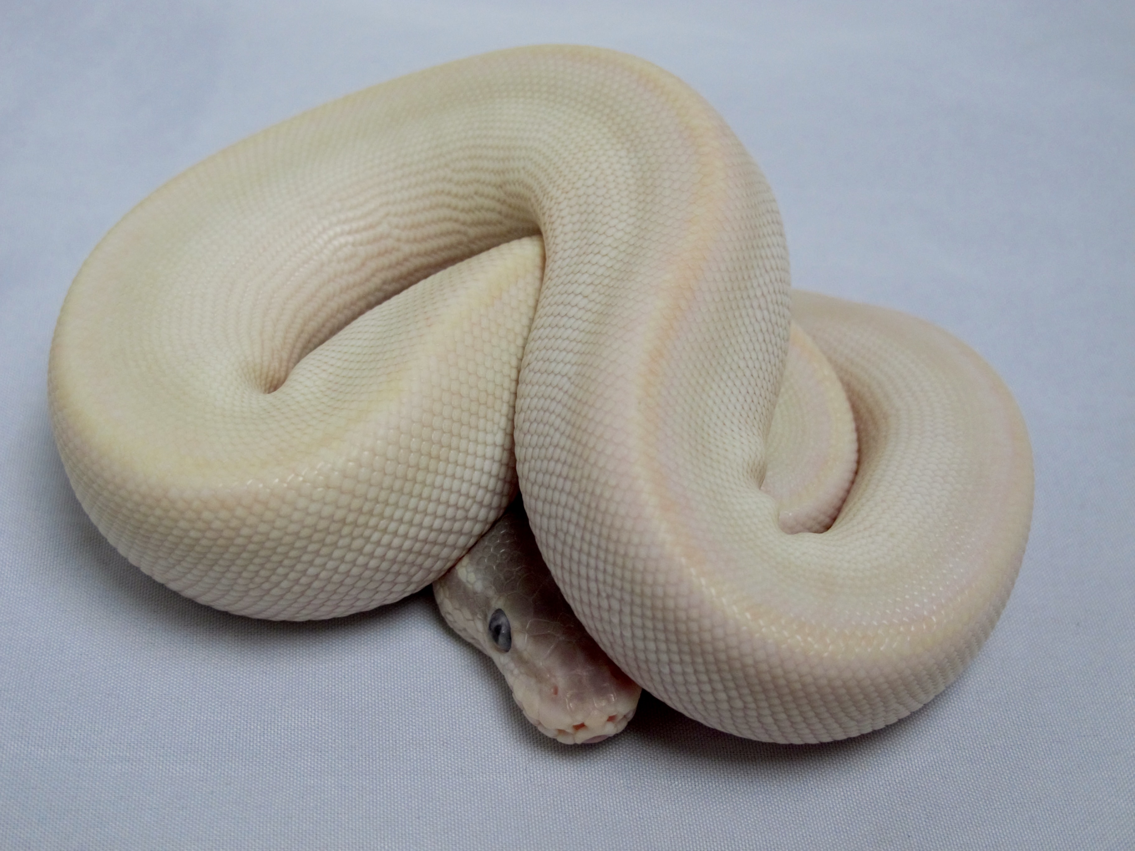 Ball Python, Super Mojave Male, 2013