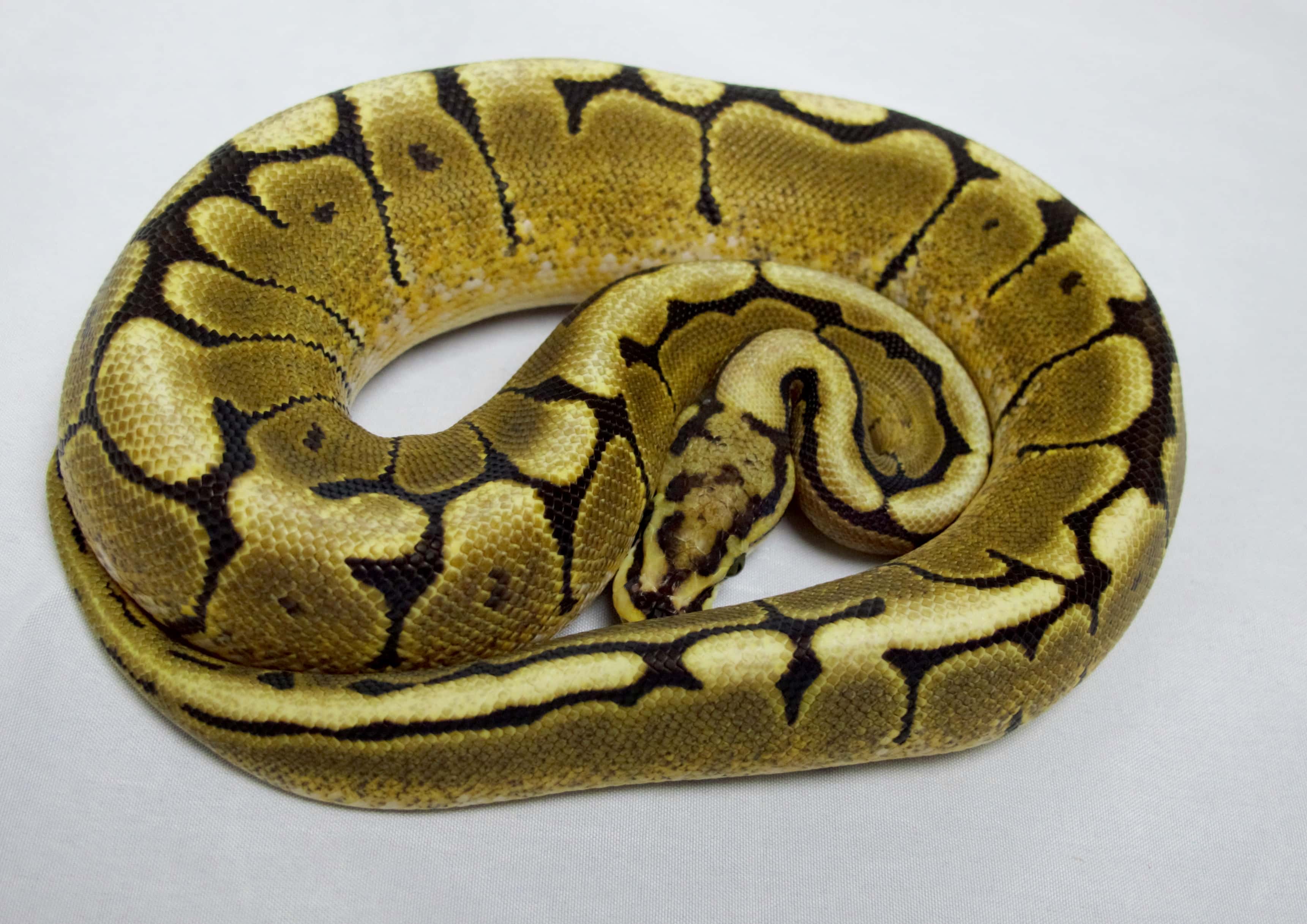 Ball Python, Vanilla Spider 2013
