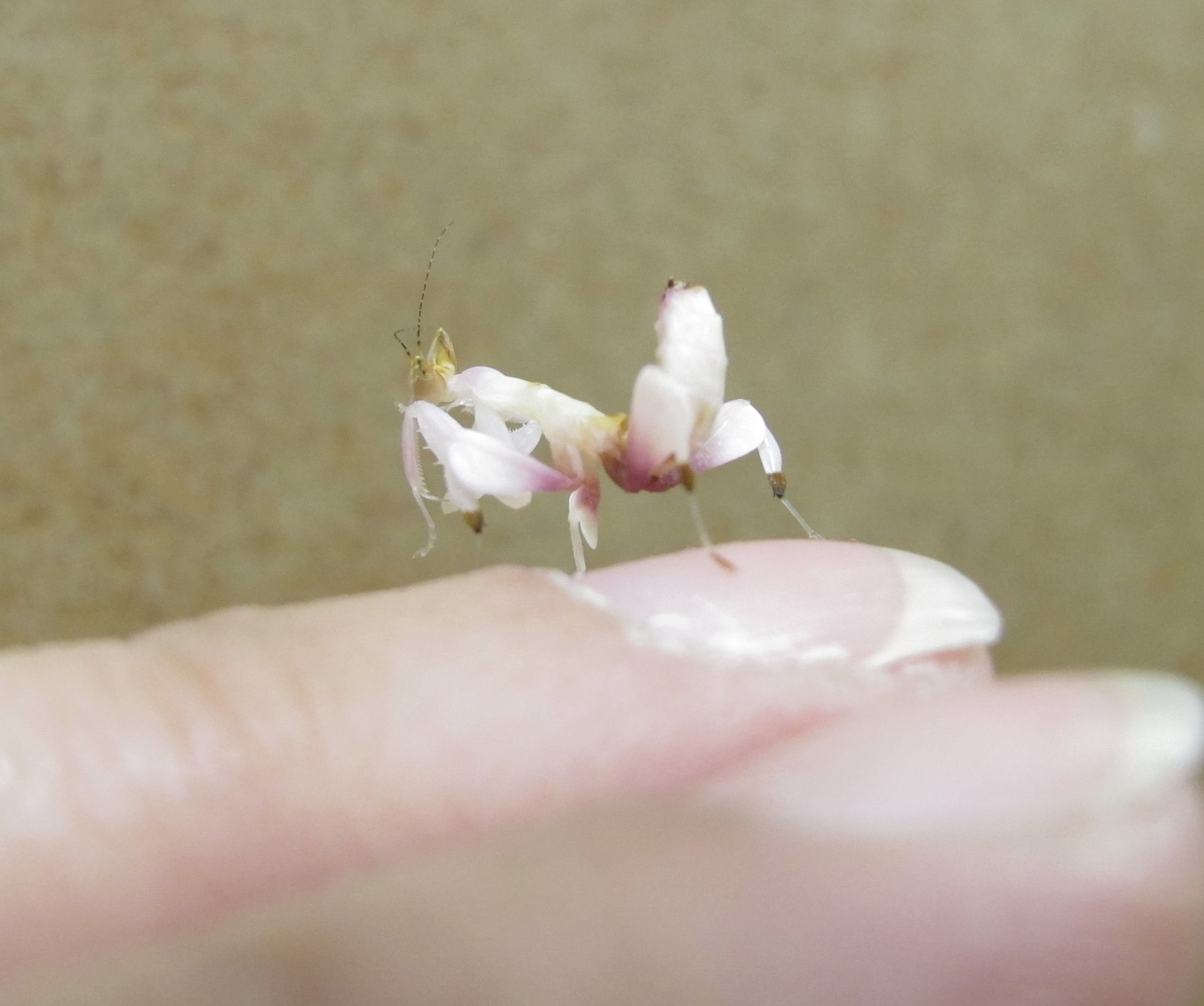 Pink Orchid Mantis (Hymenopus coronatus)