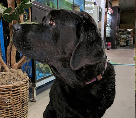 Black lab dog