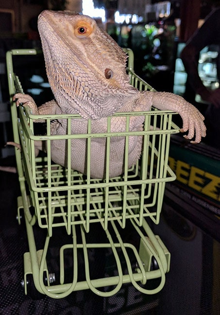 Lizard in Cart