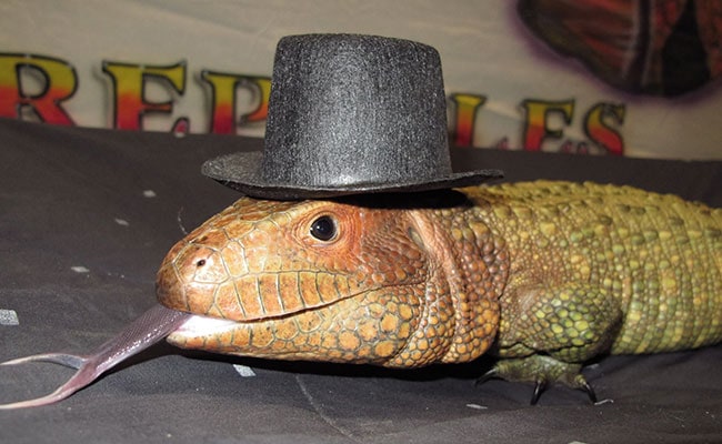 Lizard with Hat