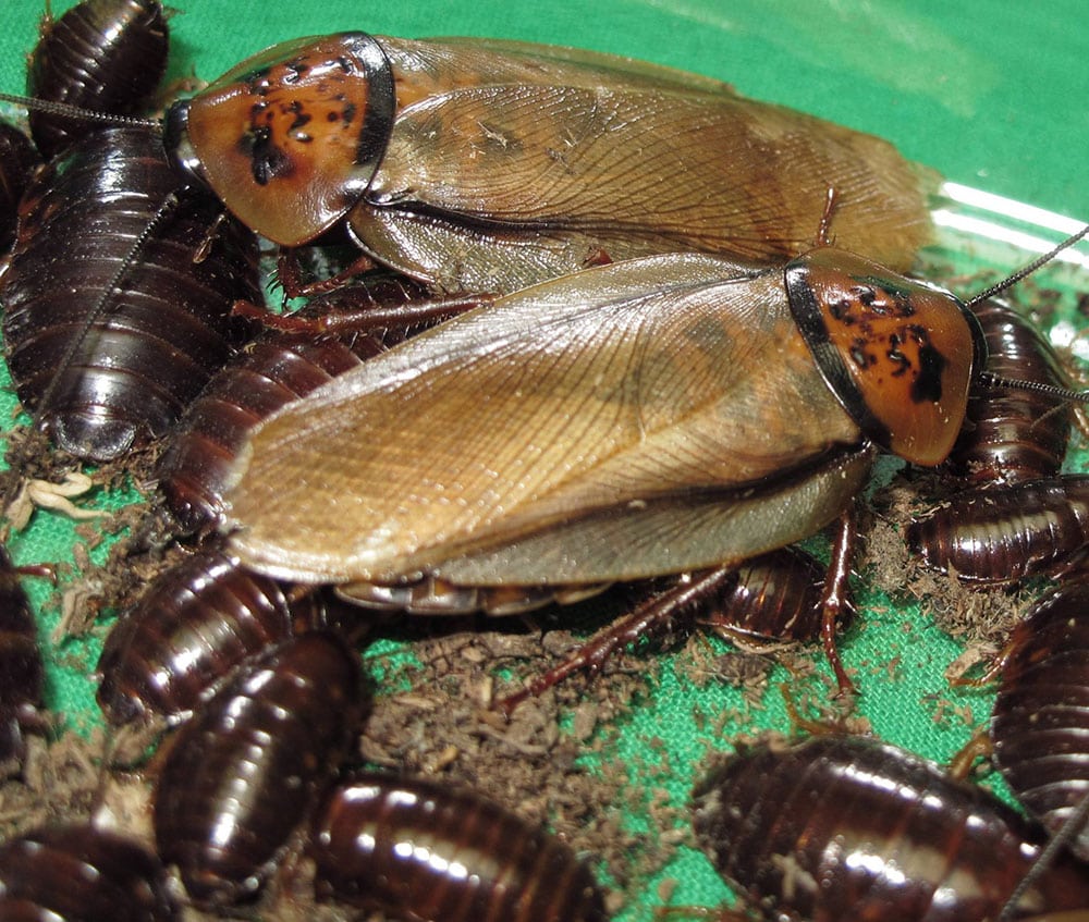 feeders_2