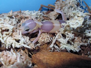 African Fat Tail Geckos (1)