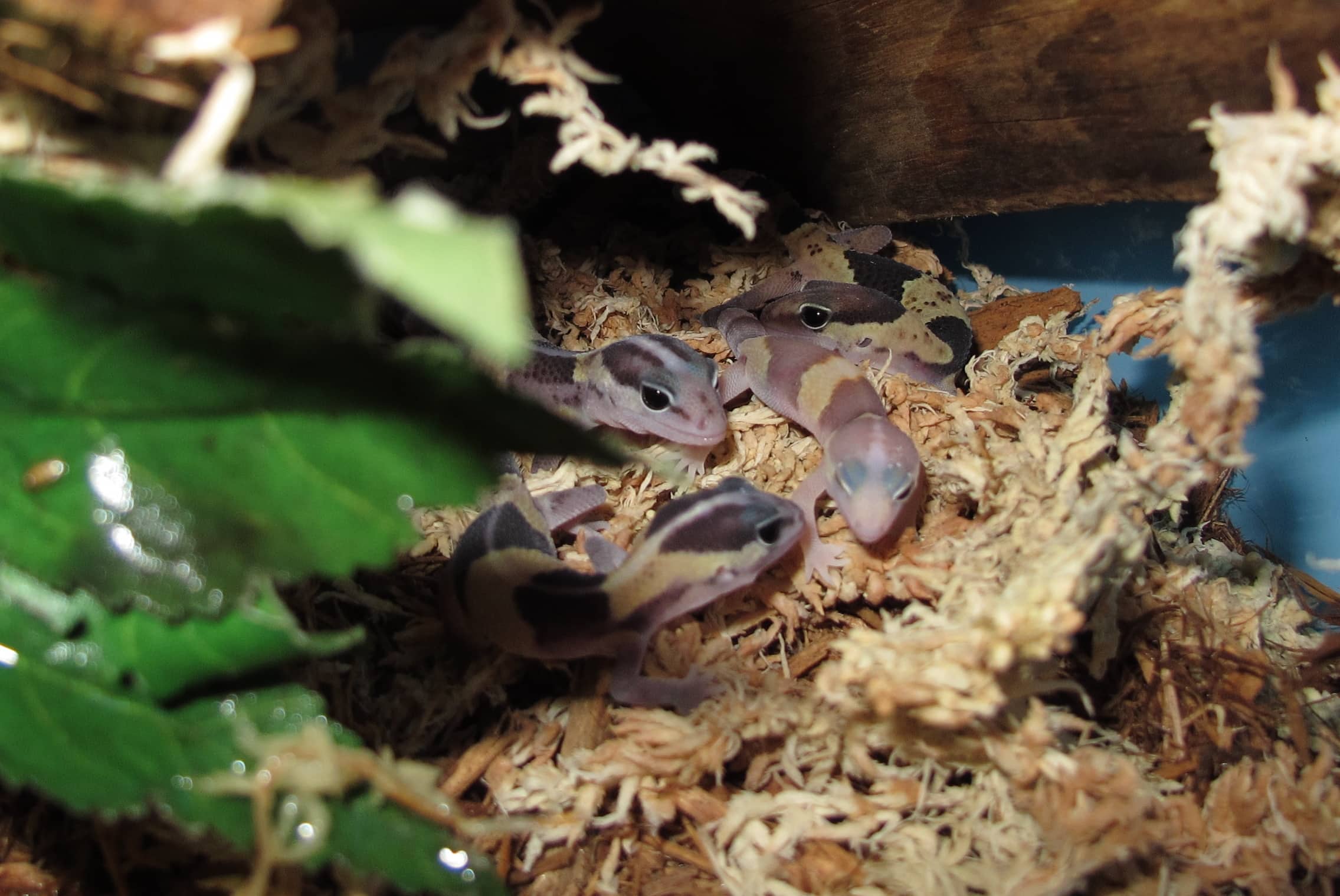 African Fat Tail Gecko