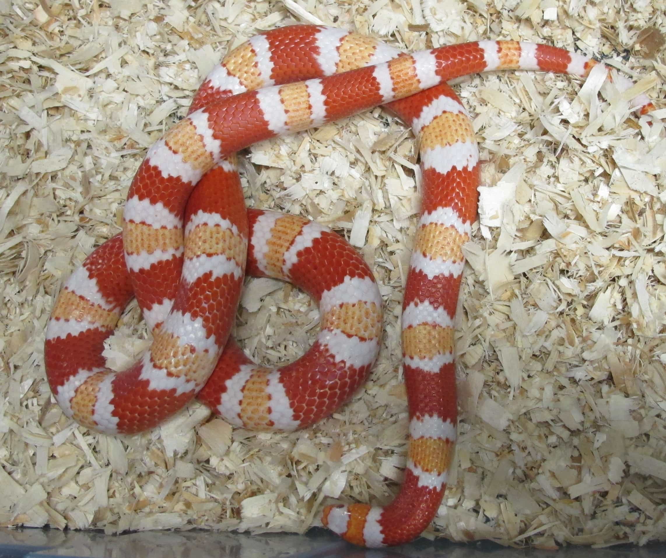 Honduran Milksnake Albino Het Hypo Female