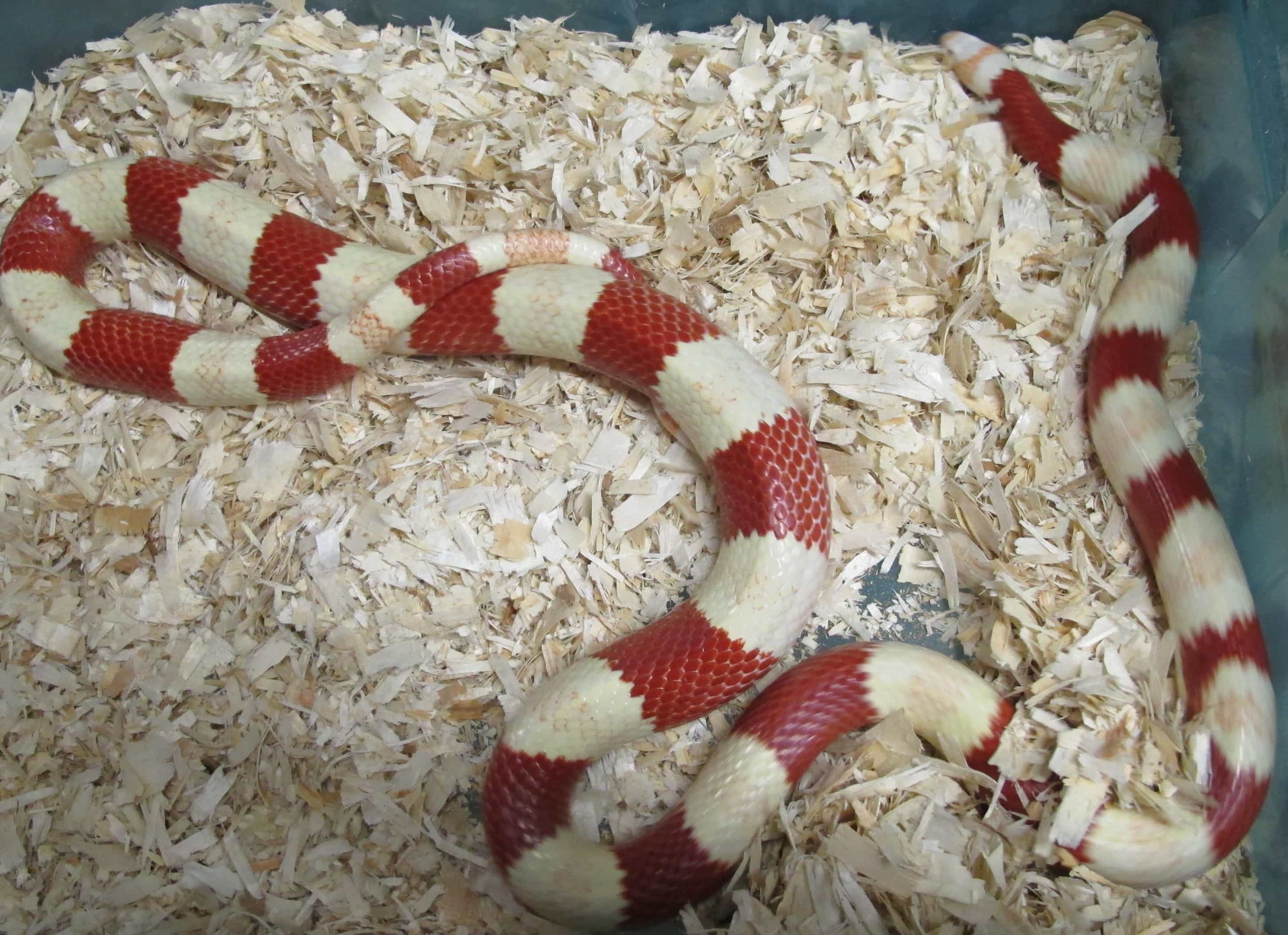 Honduran Milksnake