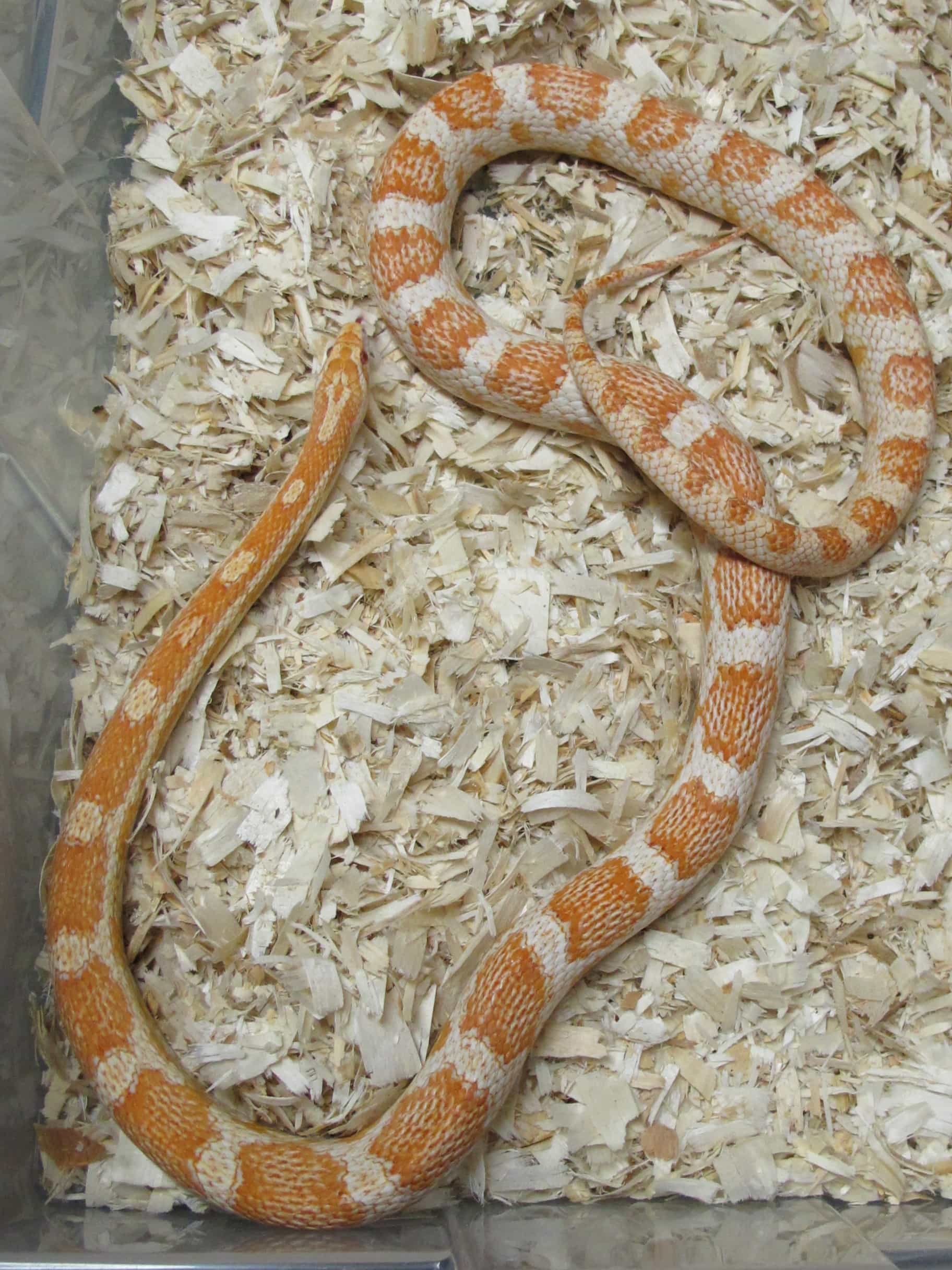 Corn Snake