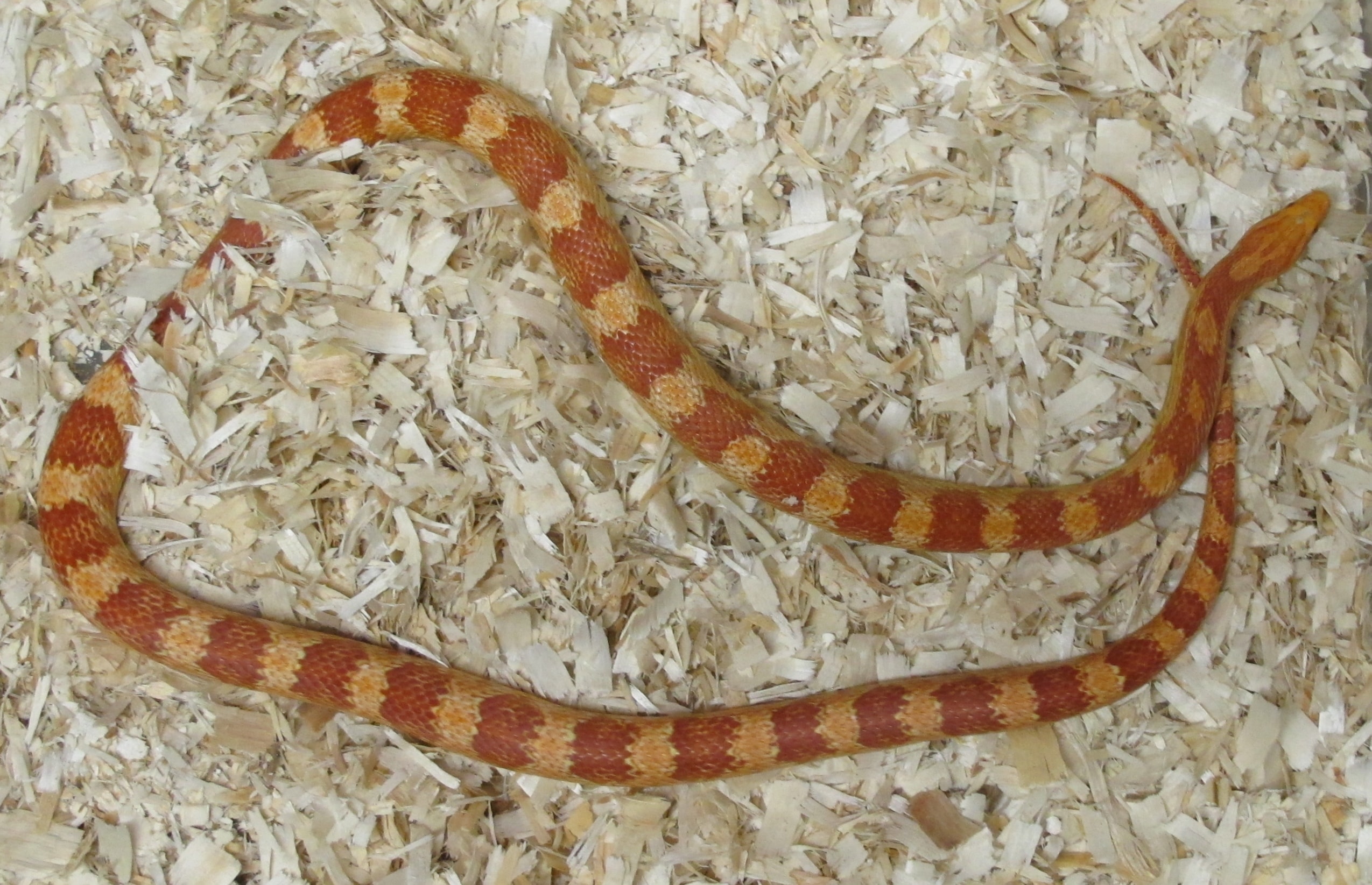 Corn Snake