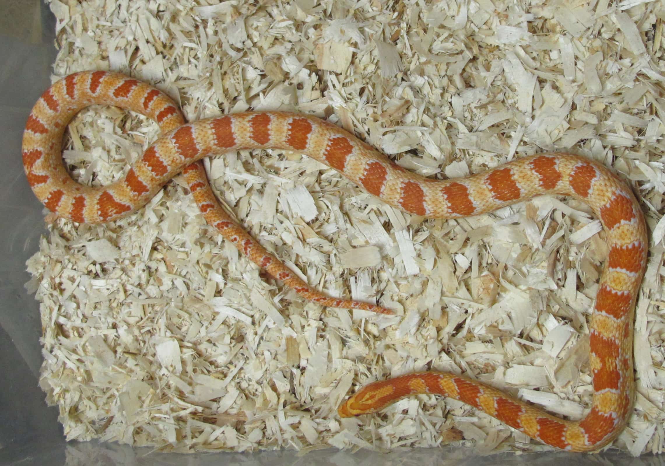 Corn Snake