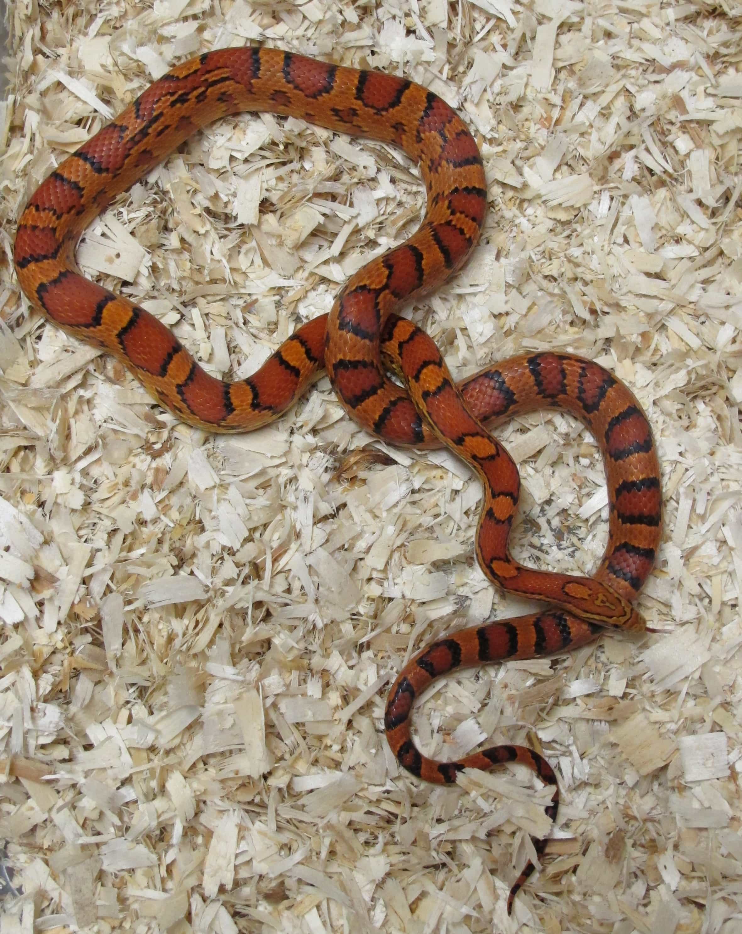 Female Snake