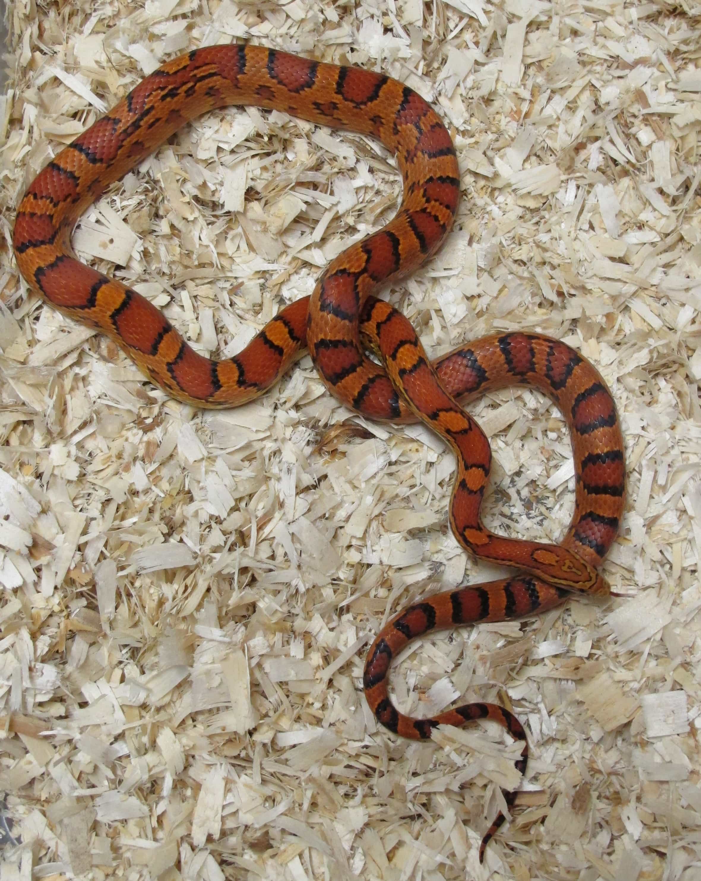 Corn Snake