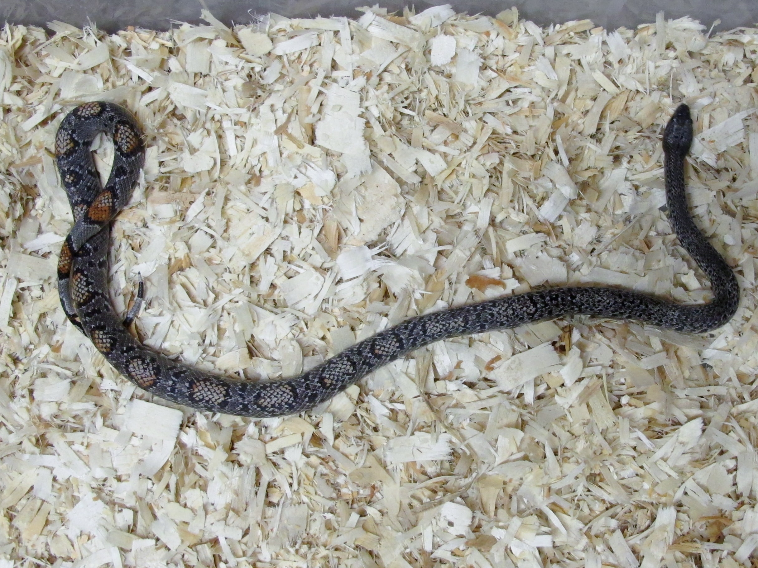 Blackgap Greyband Kingsnake Male