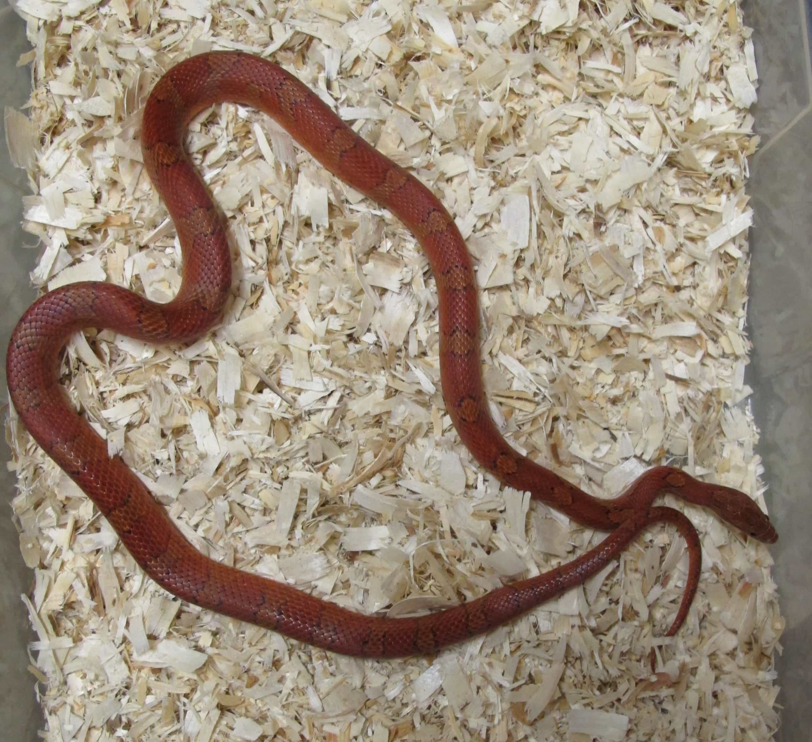 Corn Snake