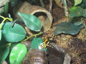 Bumblebee Poison Arrows 7-16-13