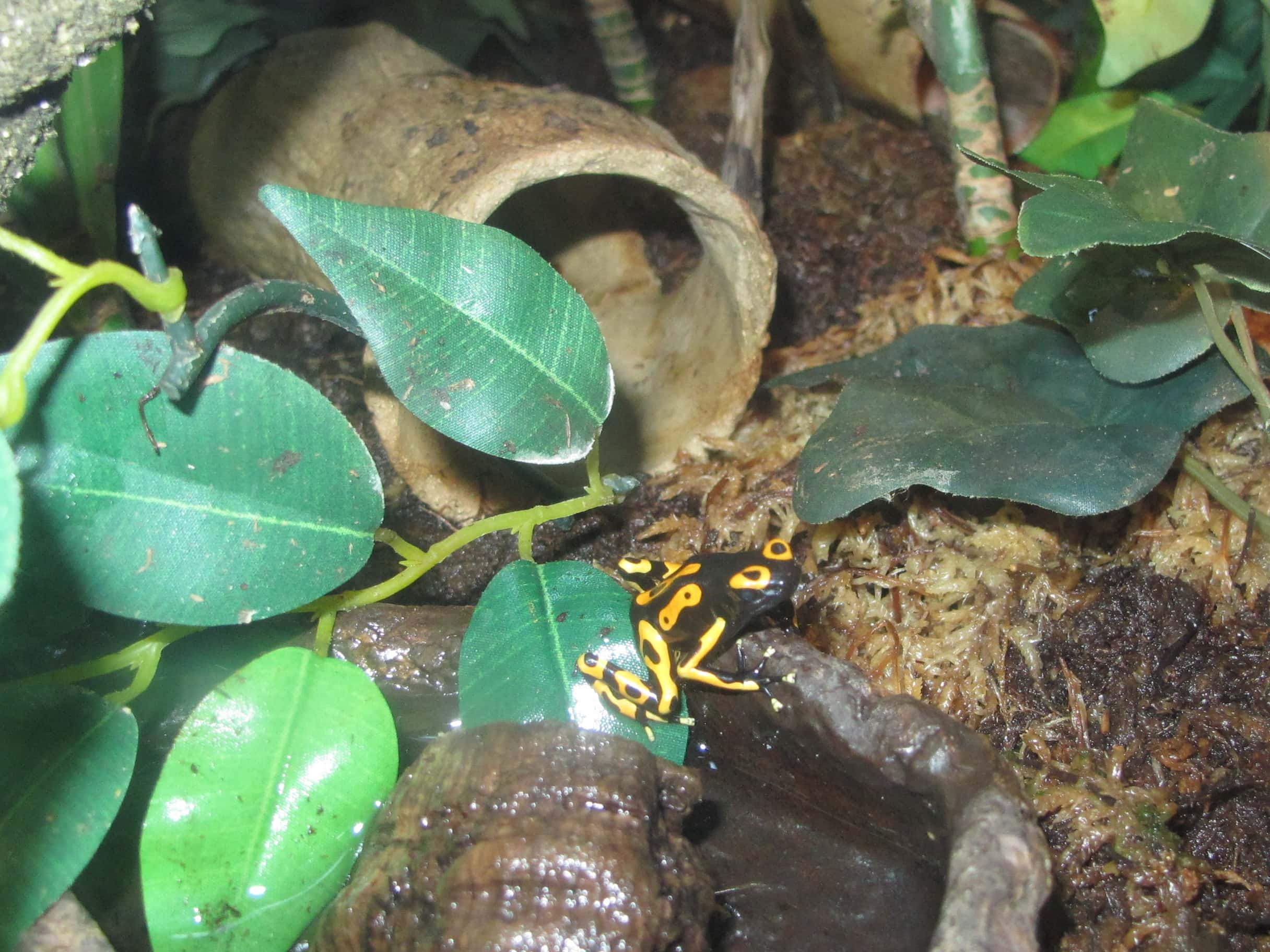 Dendrobates leucomelas