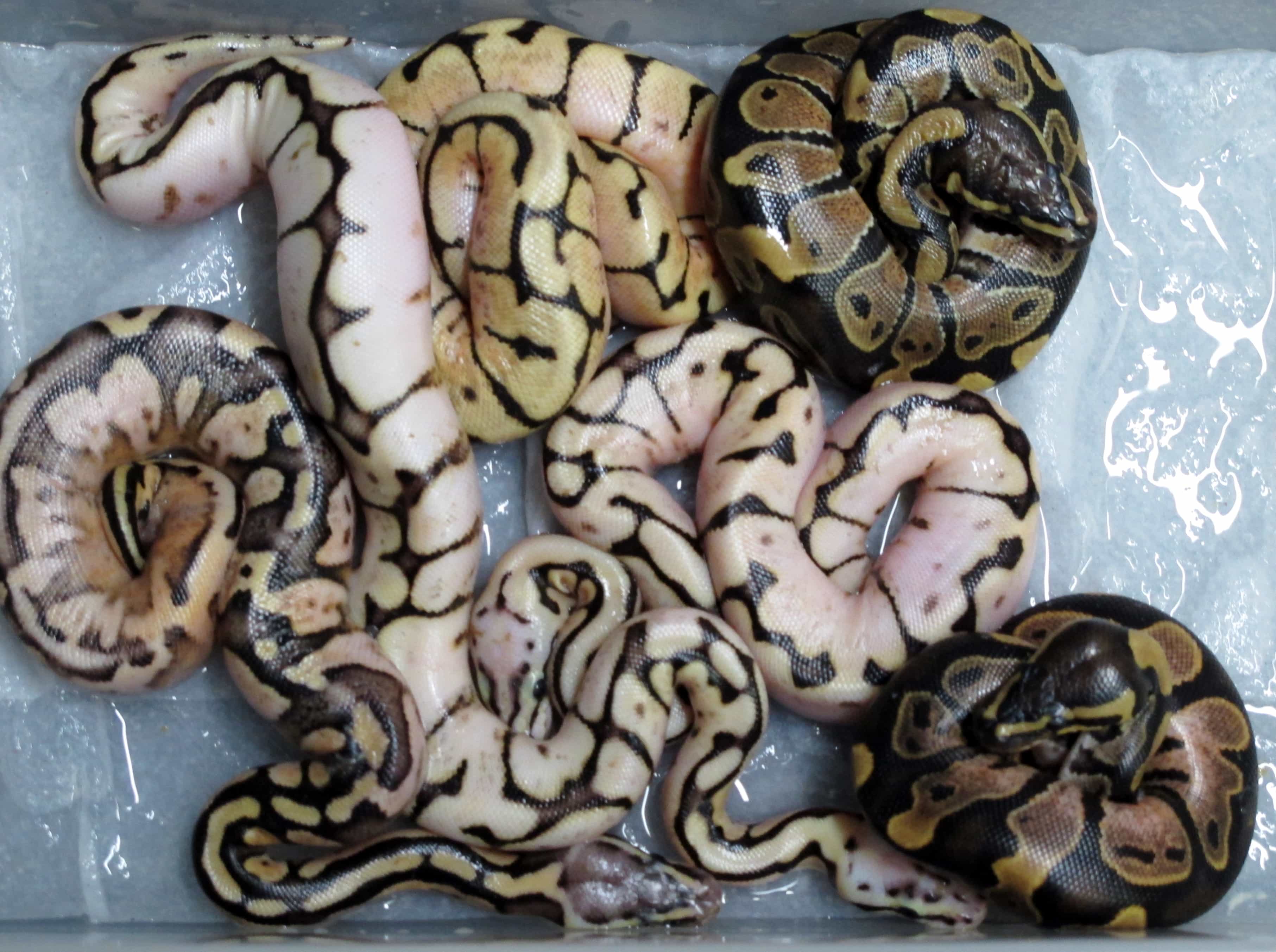 Ball Python Hatchlings