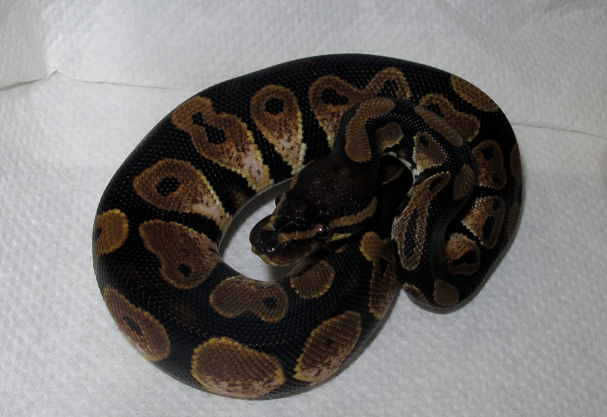 Ball Python