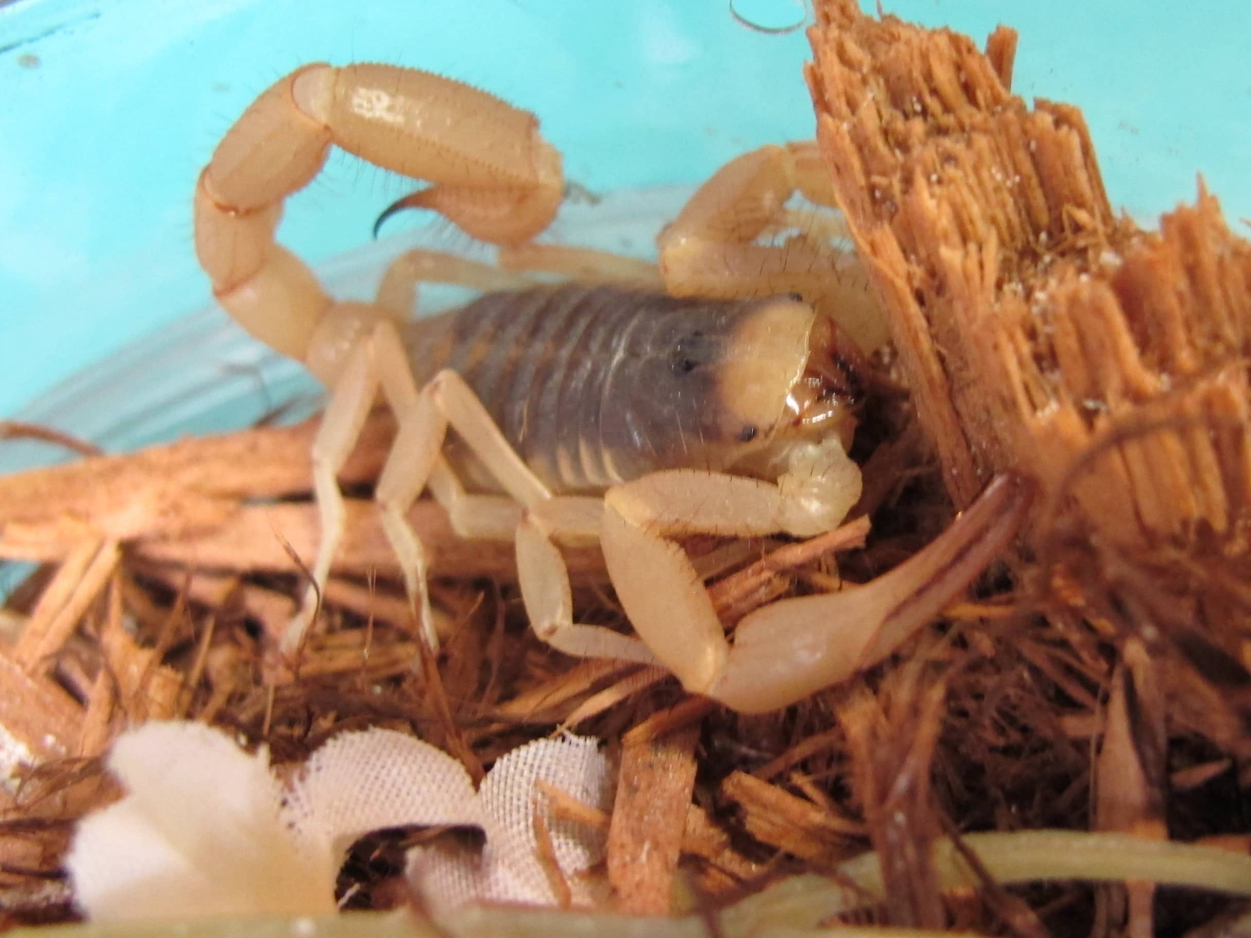 Desert Hairy Scorpion (Hadrurus arizonensis)