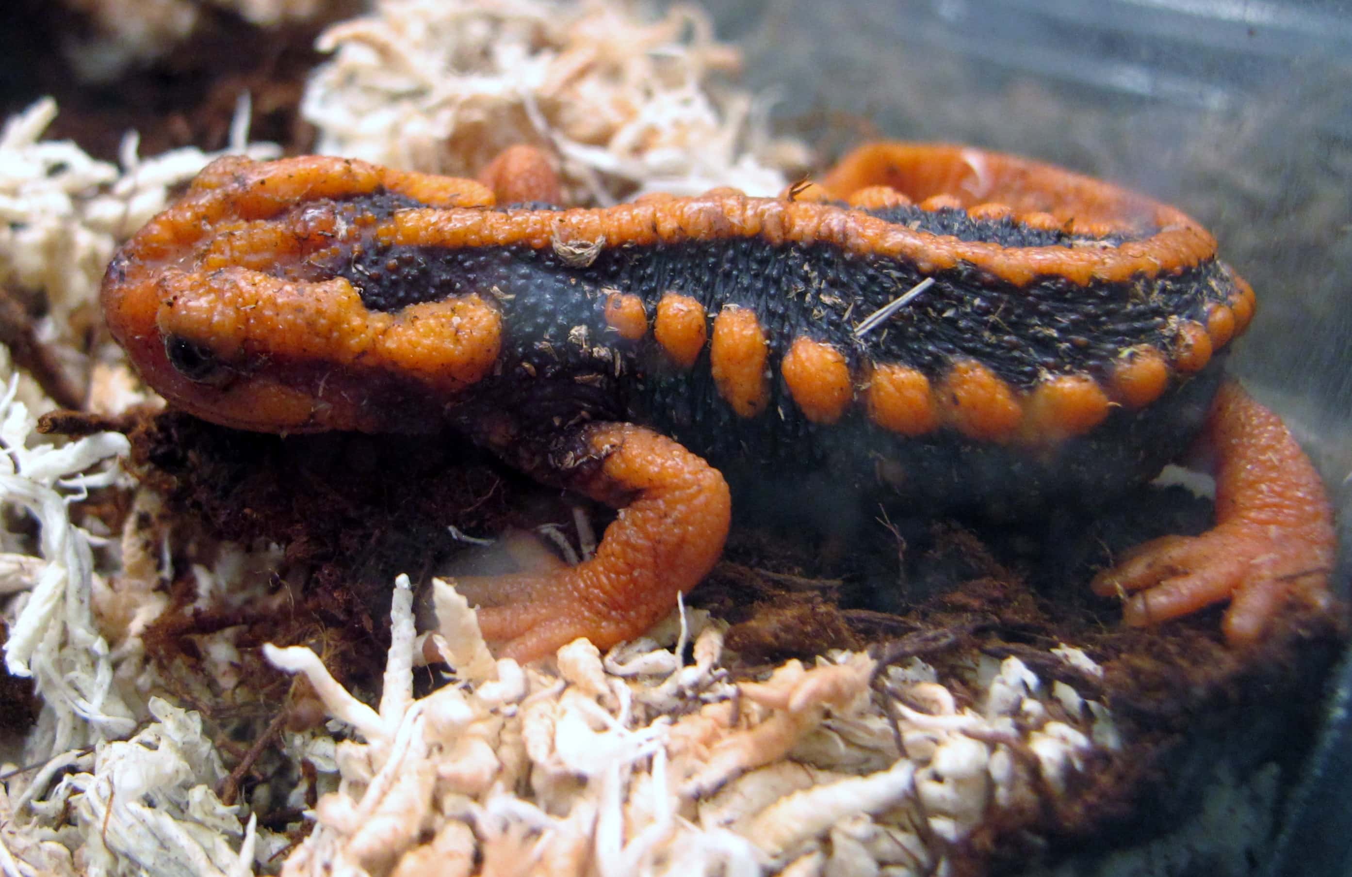 Emperor Newt