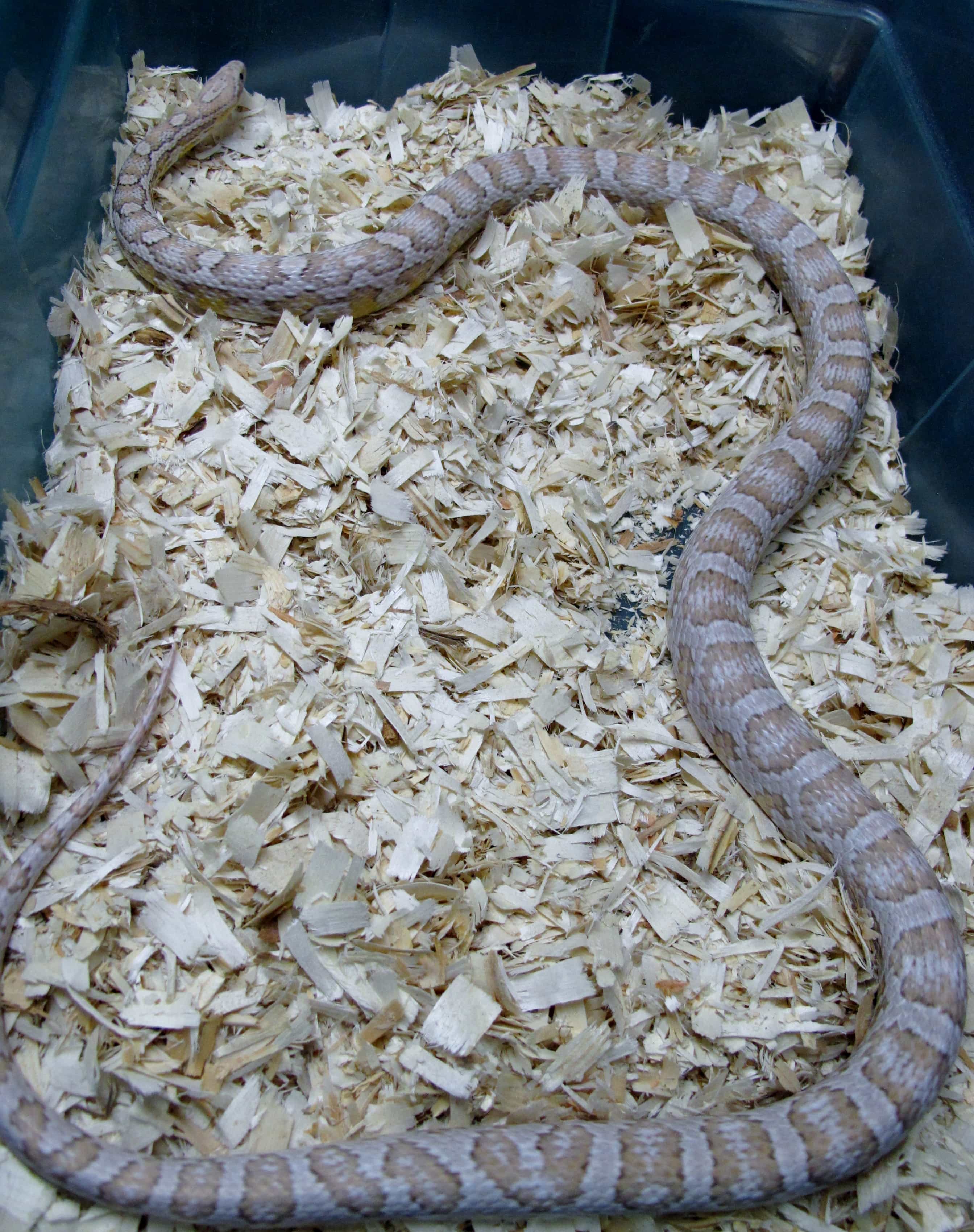 Corn Snake