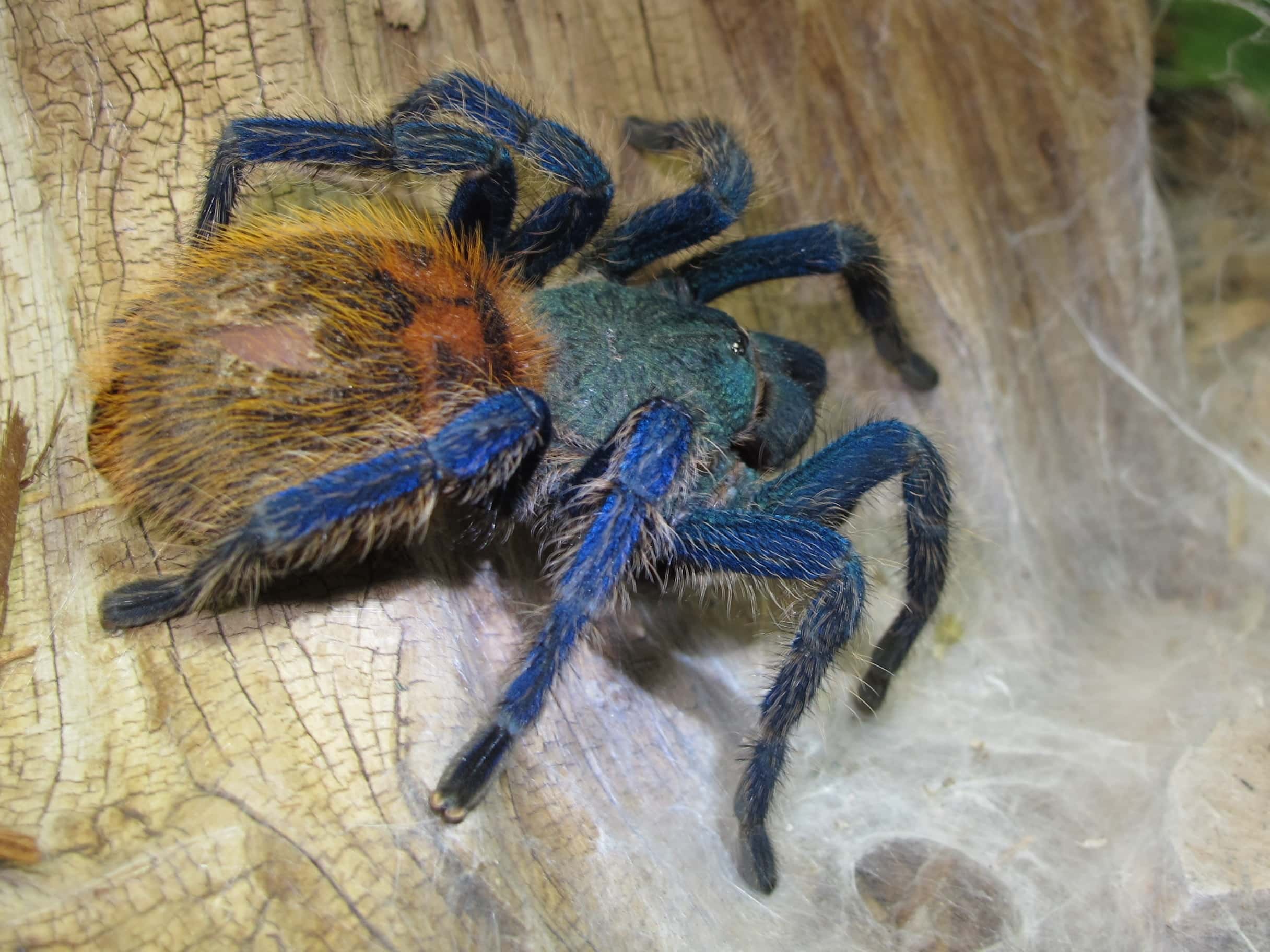 Tarantula