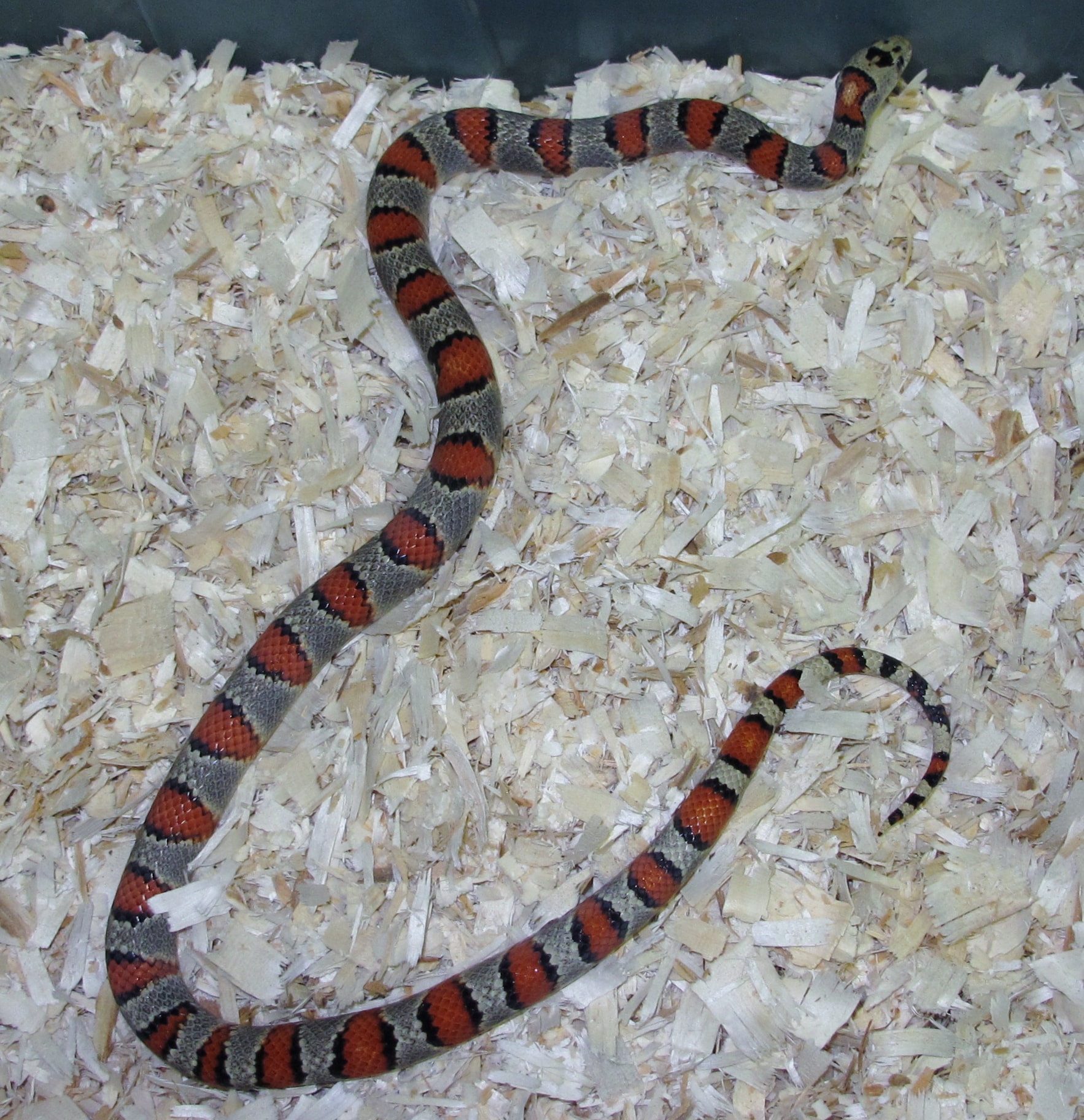 Greeri Kingsnake Male