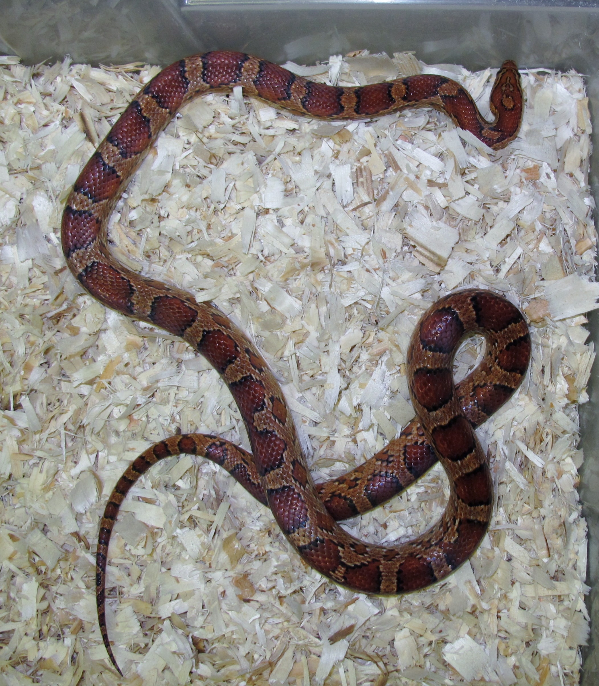 Corn Snake