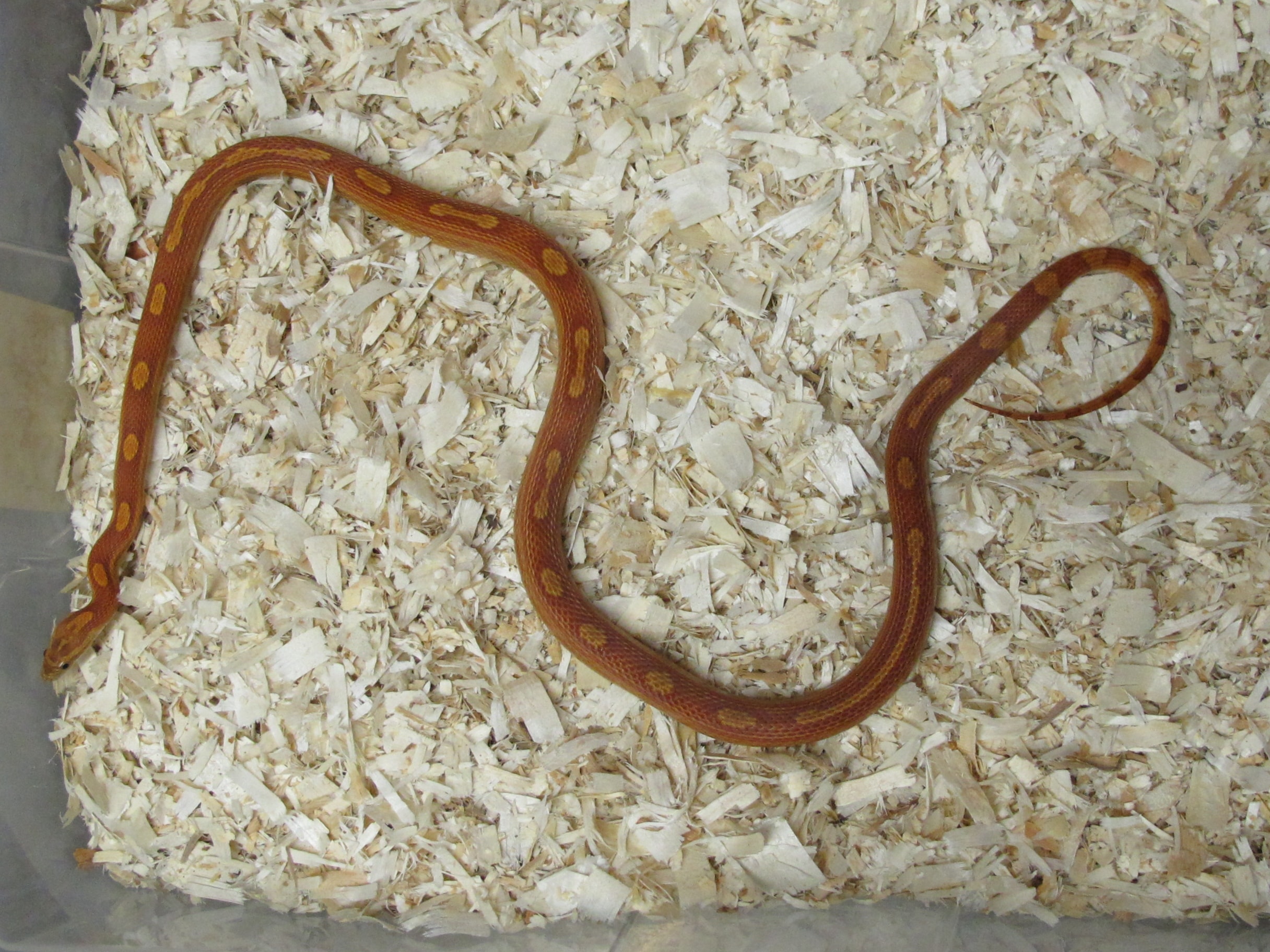 Corn Snake