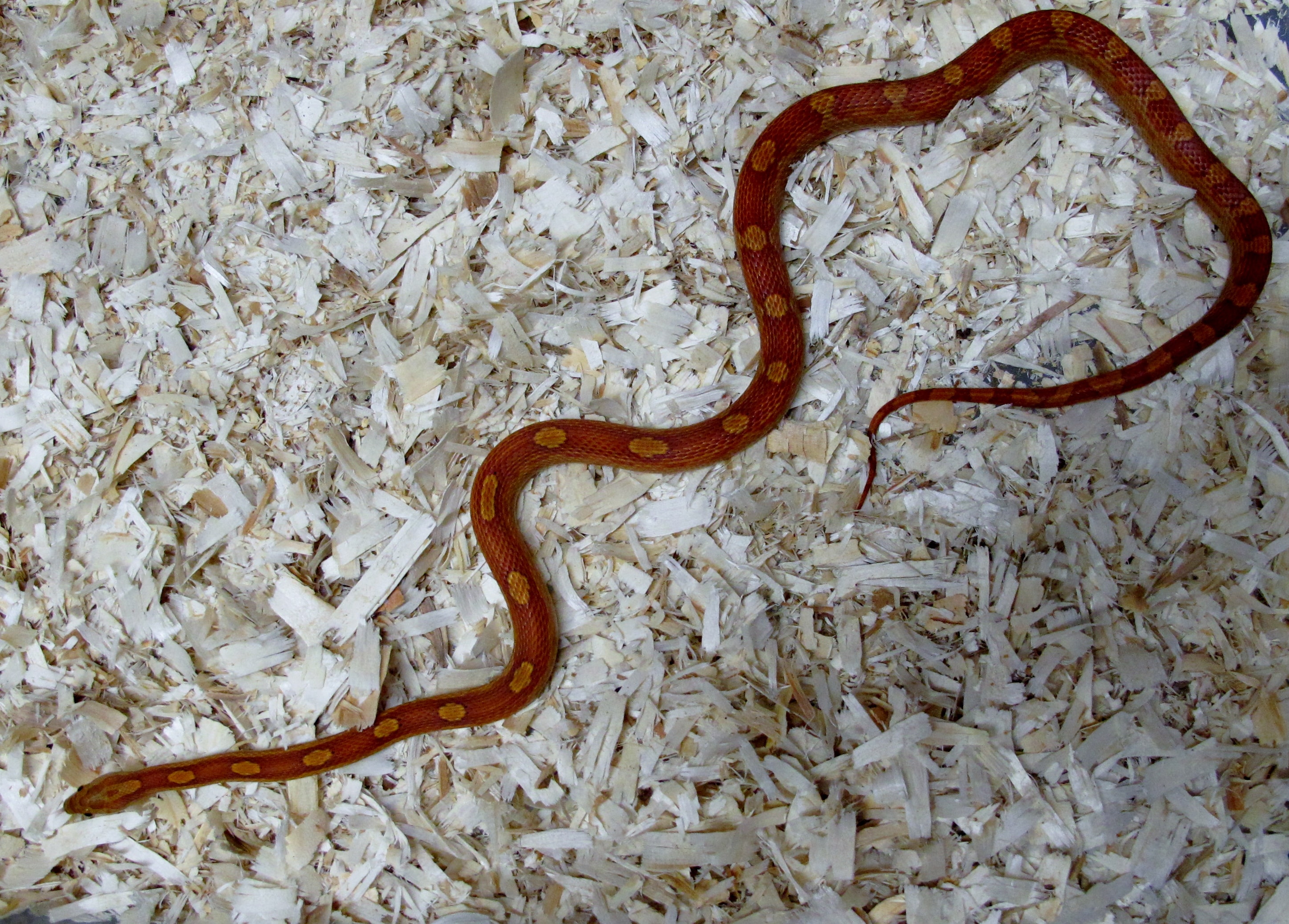 Corn Snake