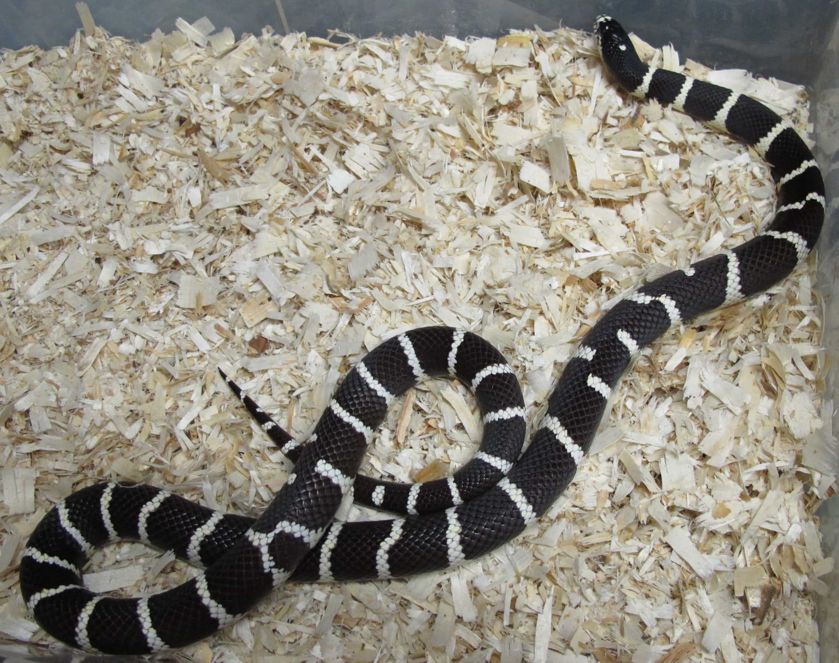 California Kingsnake Het Ruby Eye Lavender Albino Male