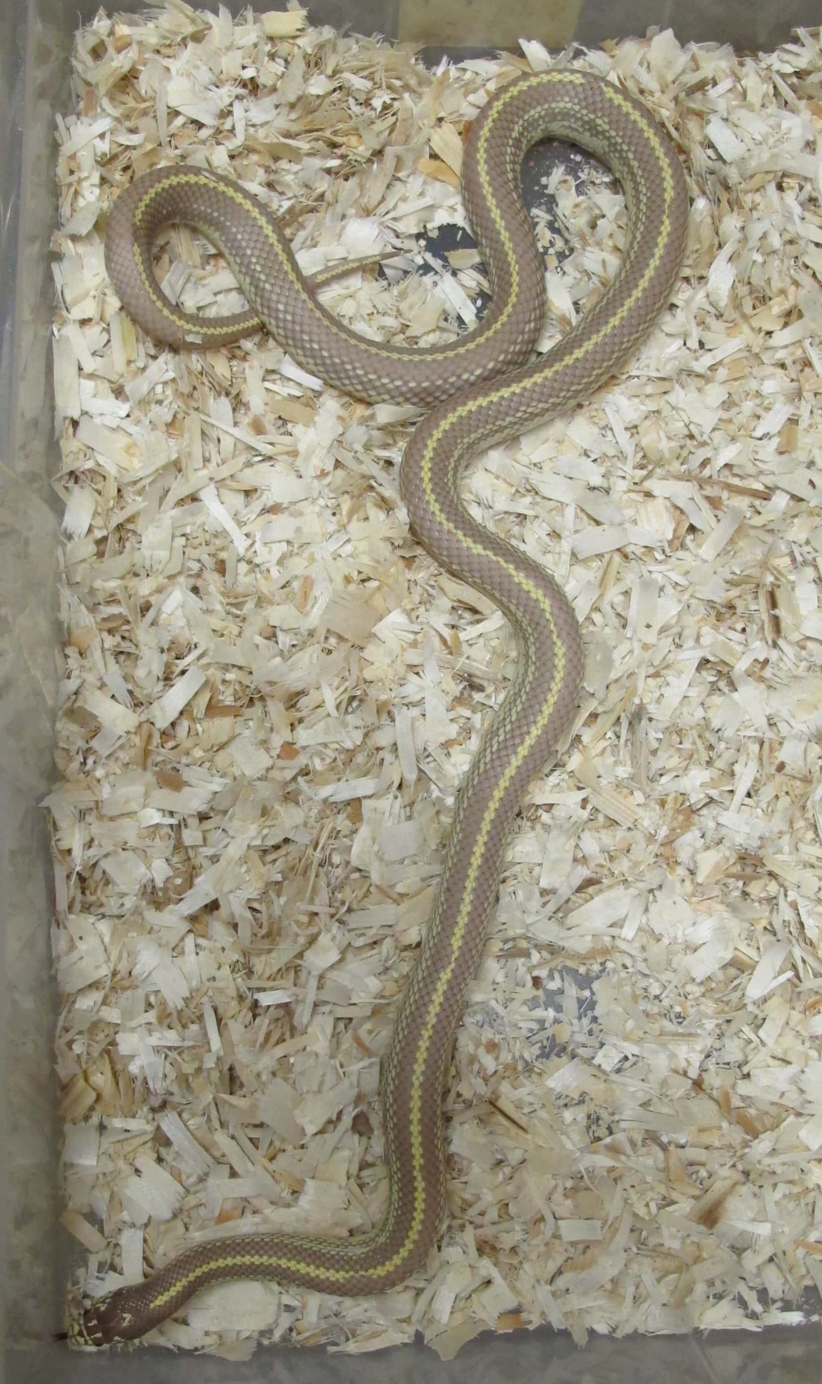 California Kingsnake