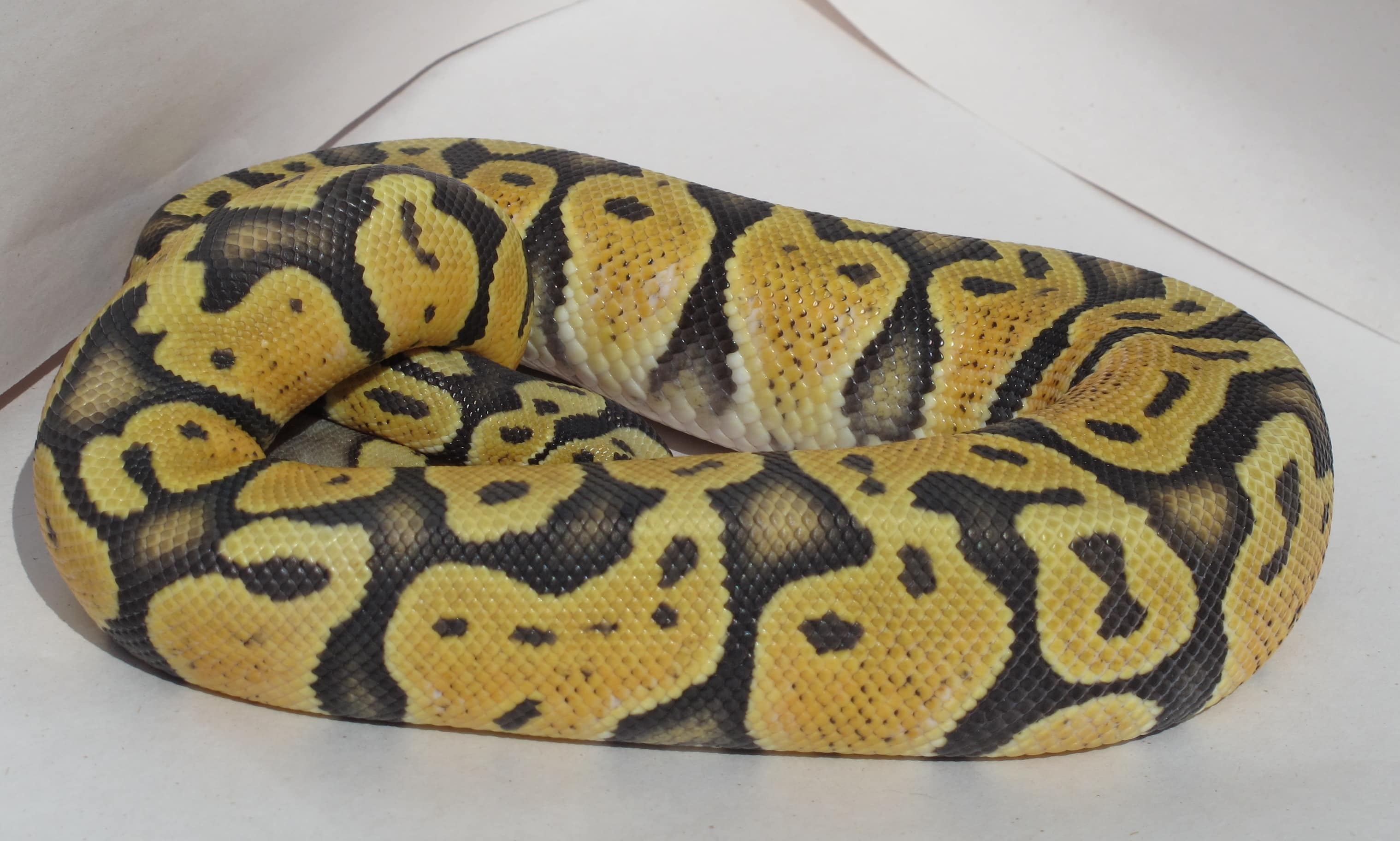 Ball Python