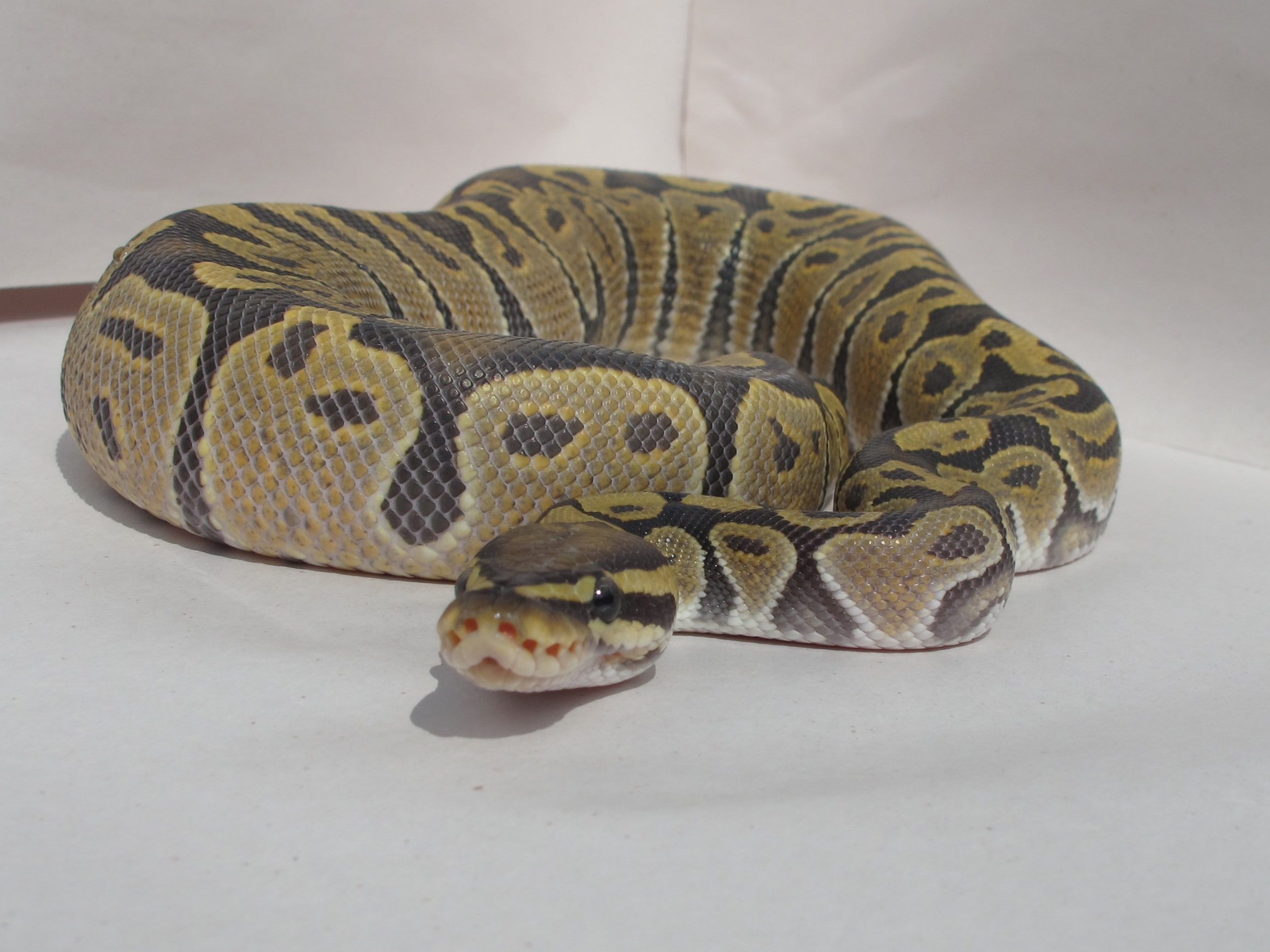 Ball Python