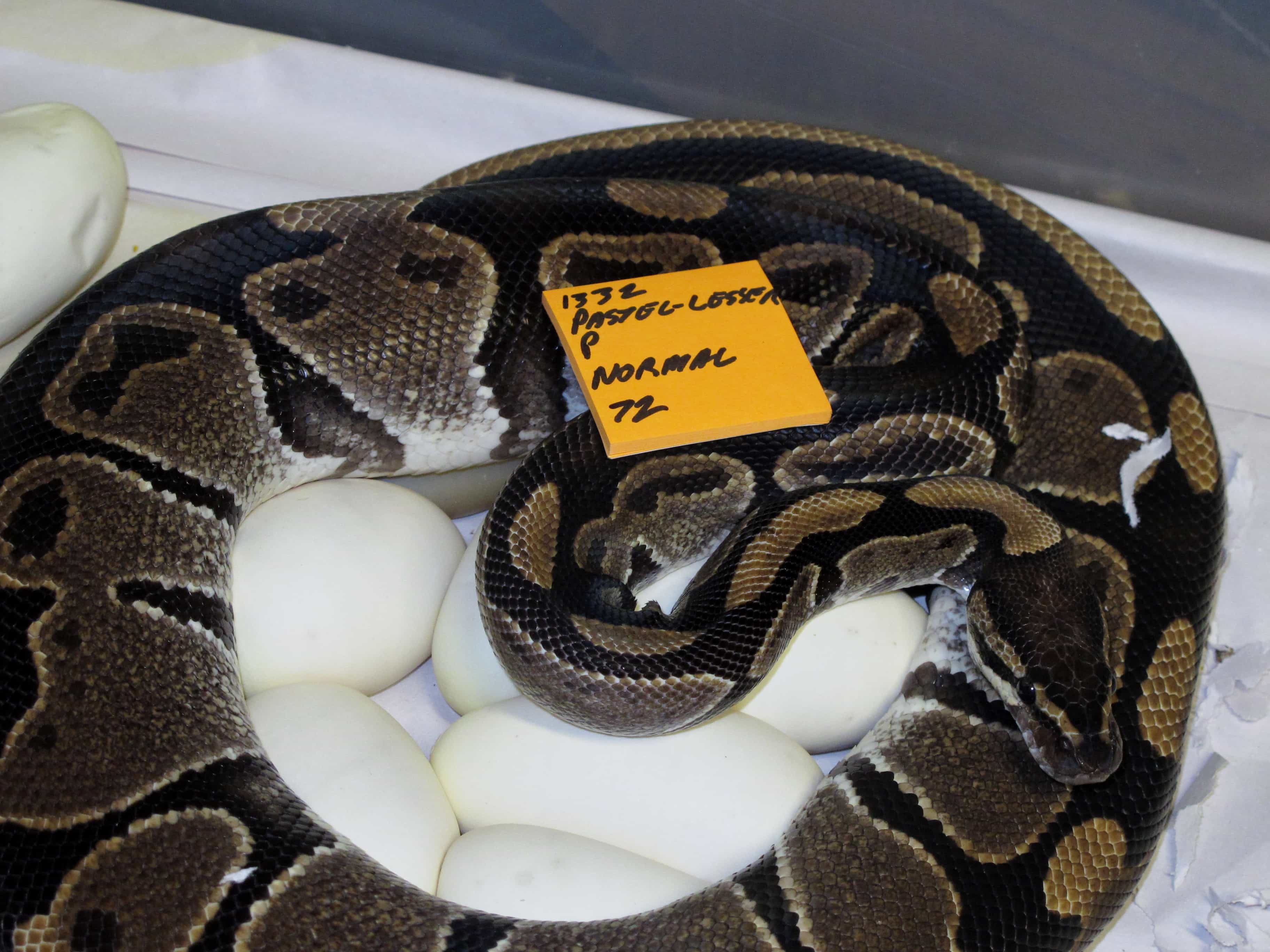 Ball Python on eggs