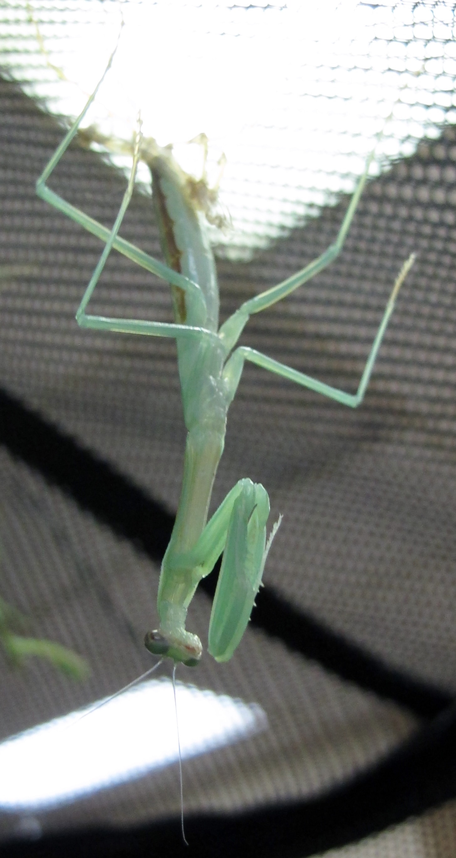 Carolina Mantid