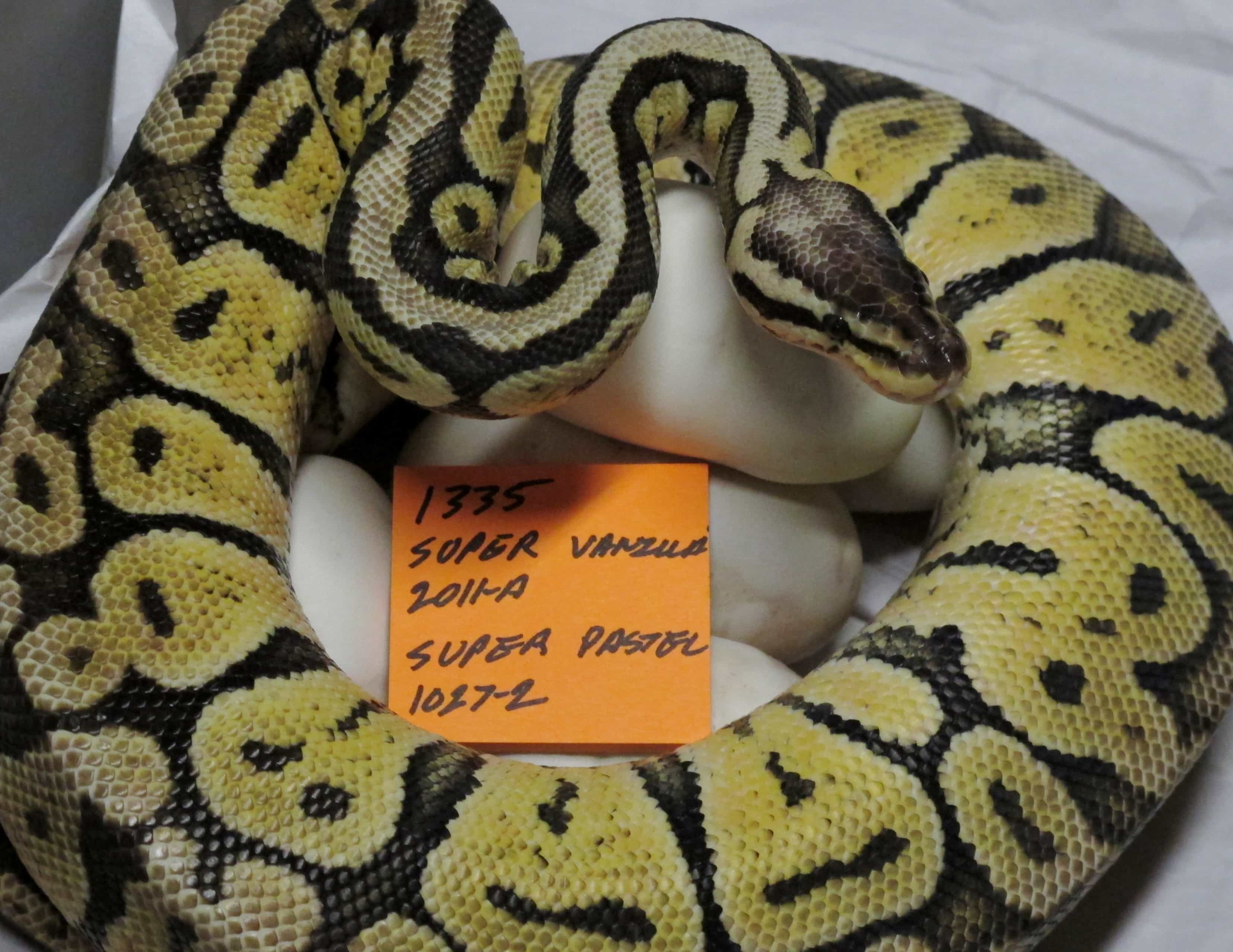 Ball Python on eggs