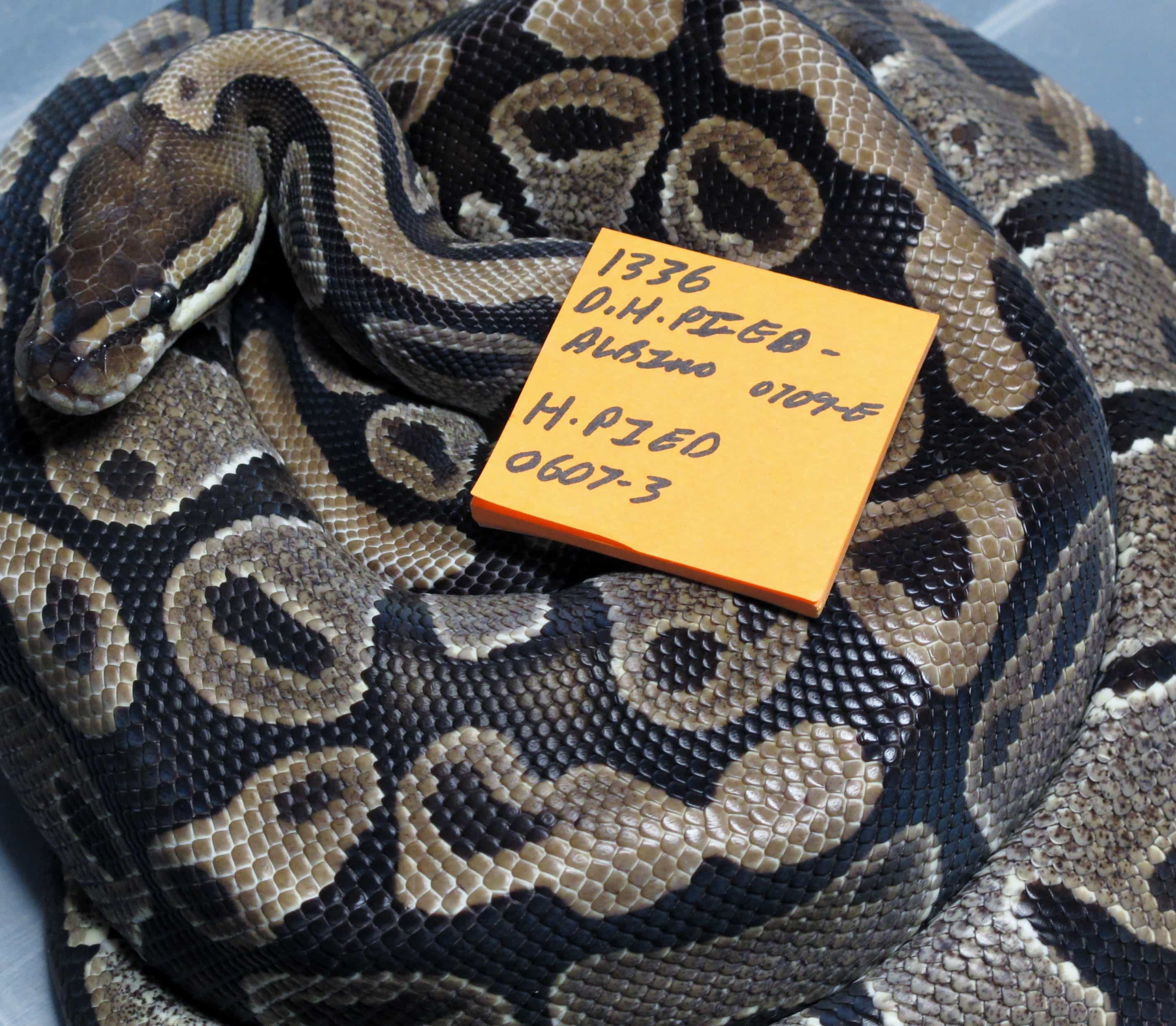 Ball Python on eggs