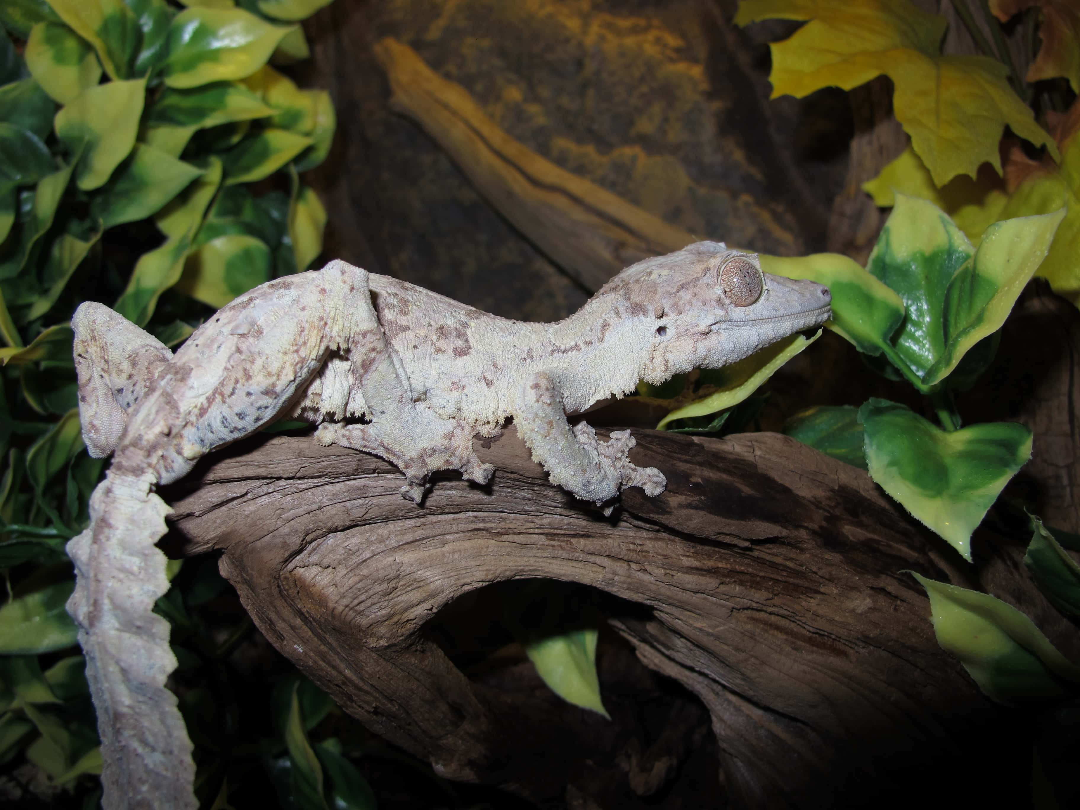 Leaf Tail Gecko