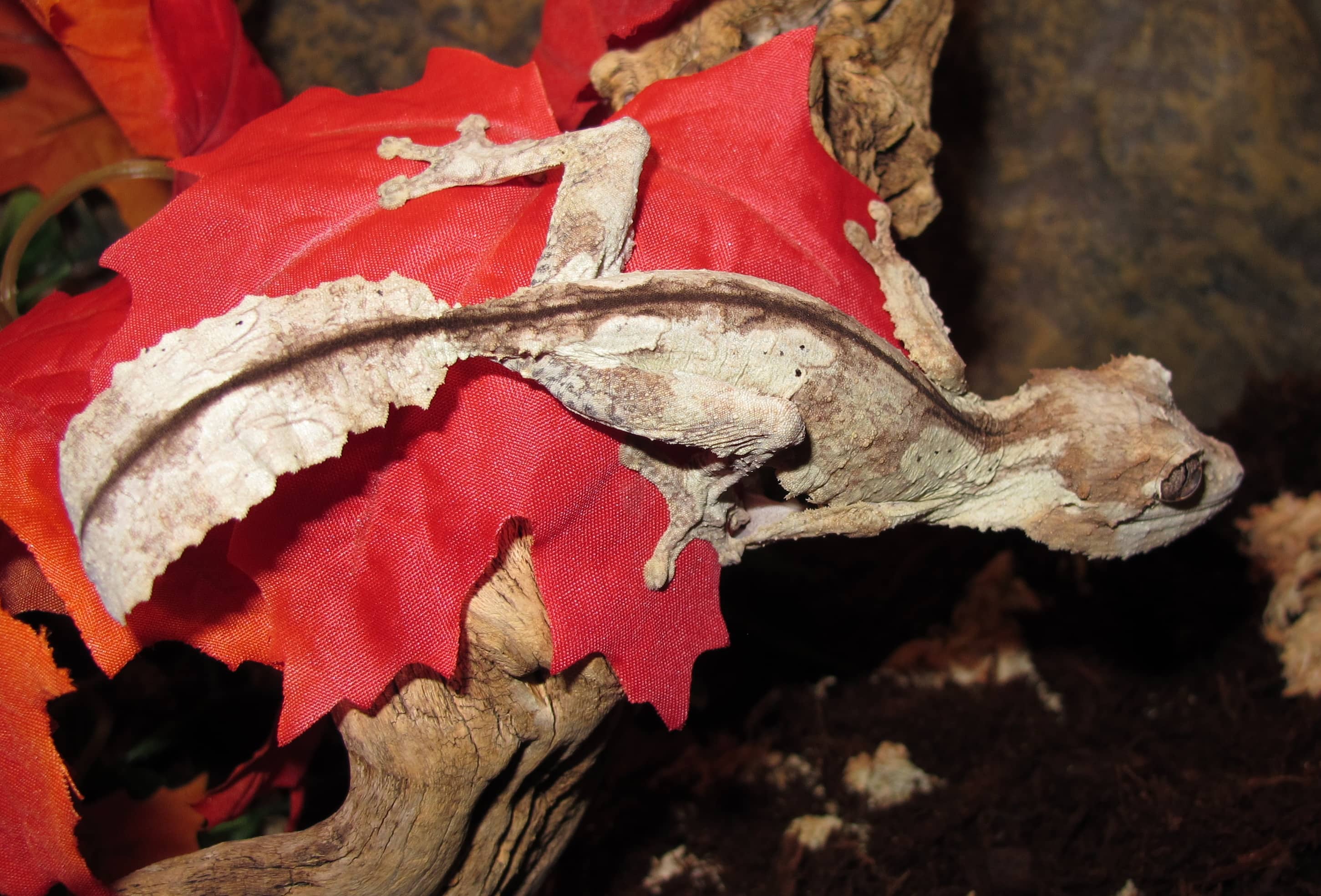 Leaf Tail Gecko