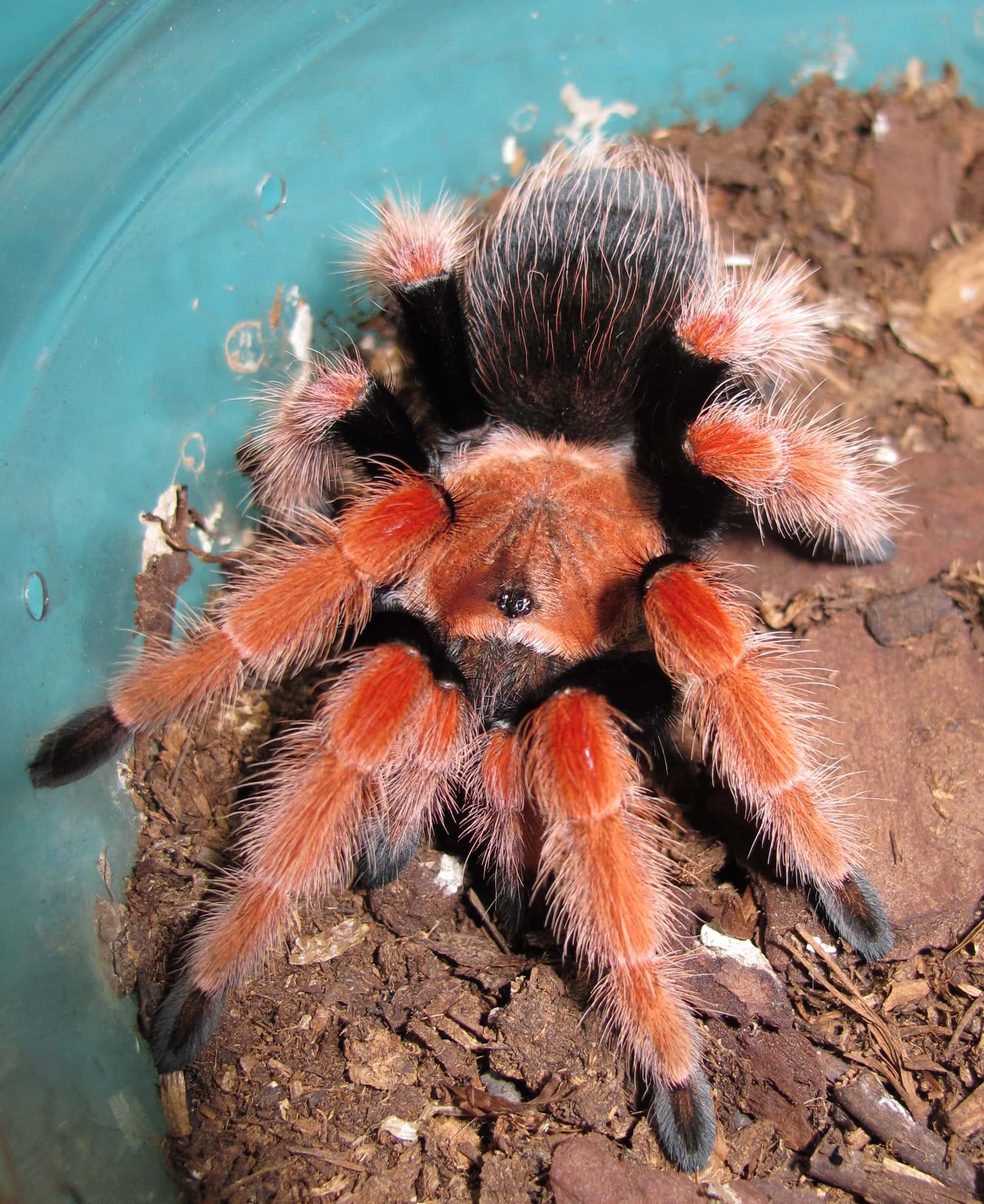 Brachypelma boehmei