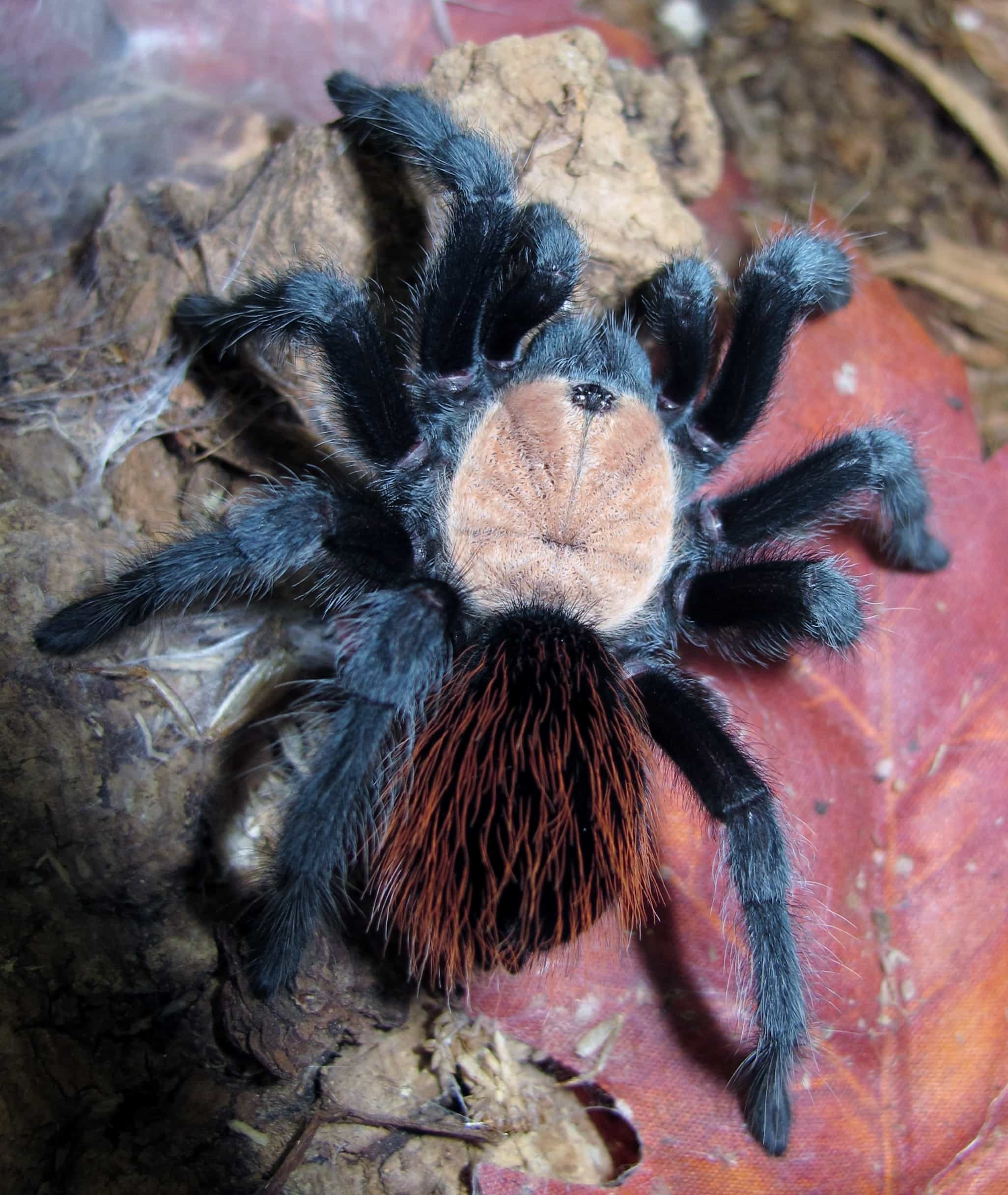 Tarantula