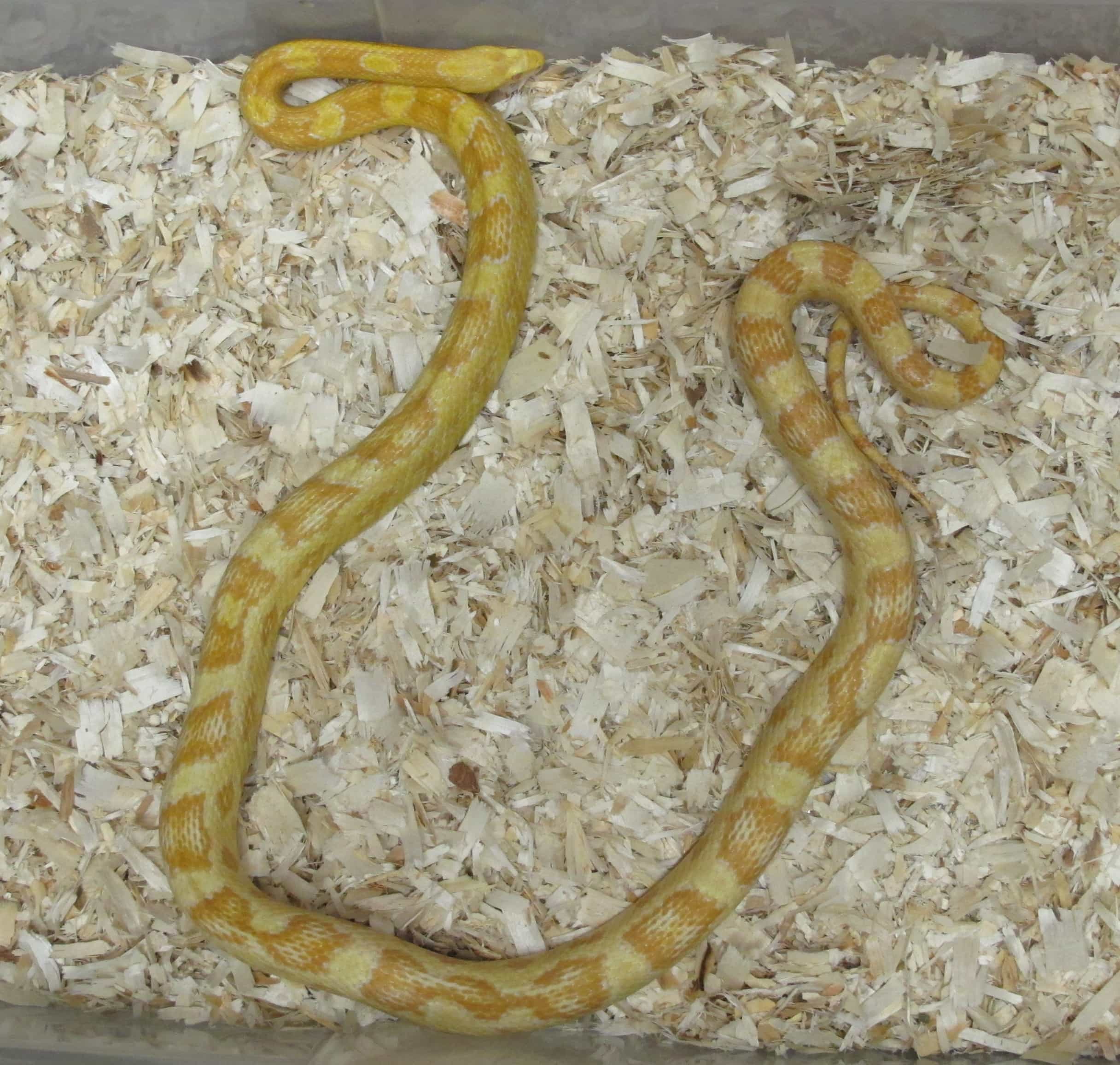 Corn Snake