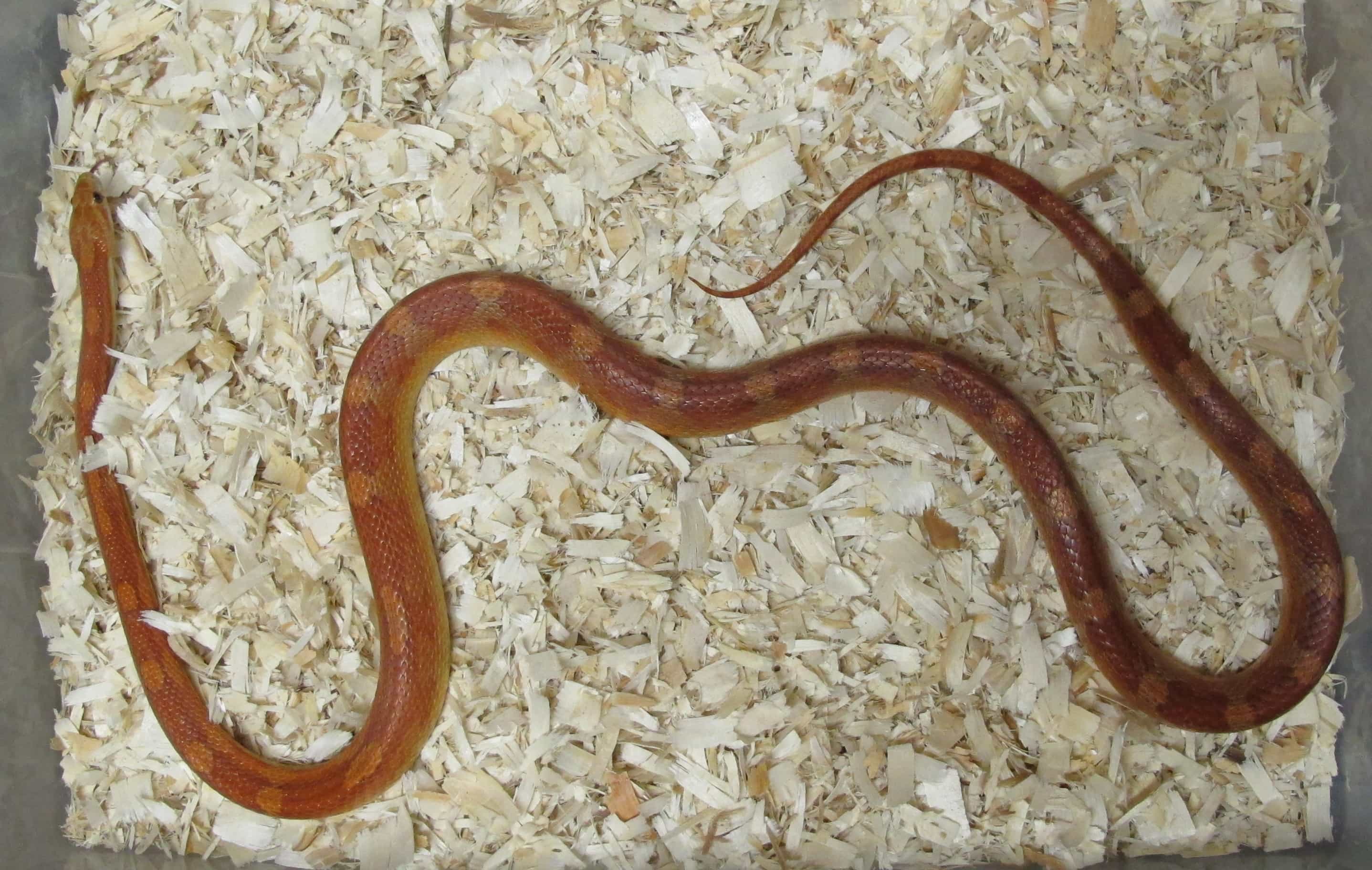 Corn Snake