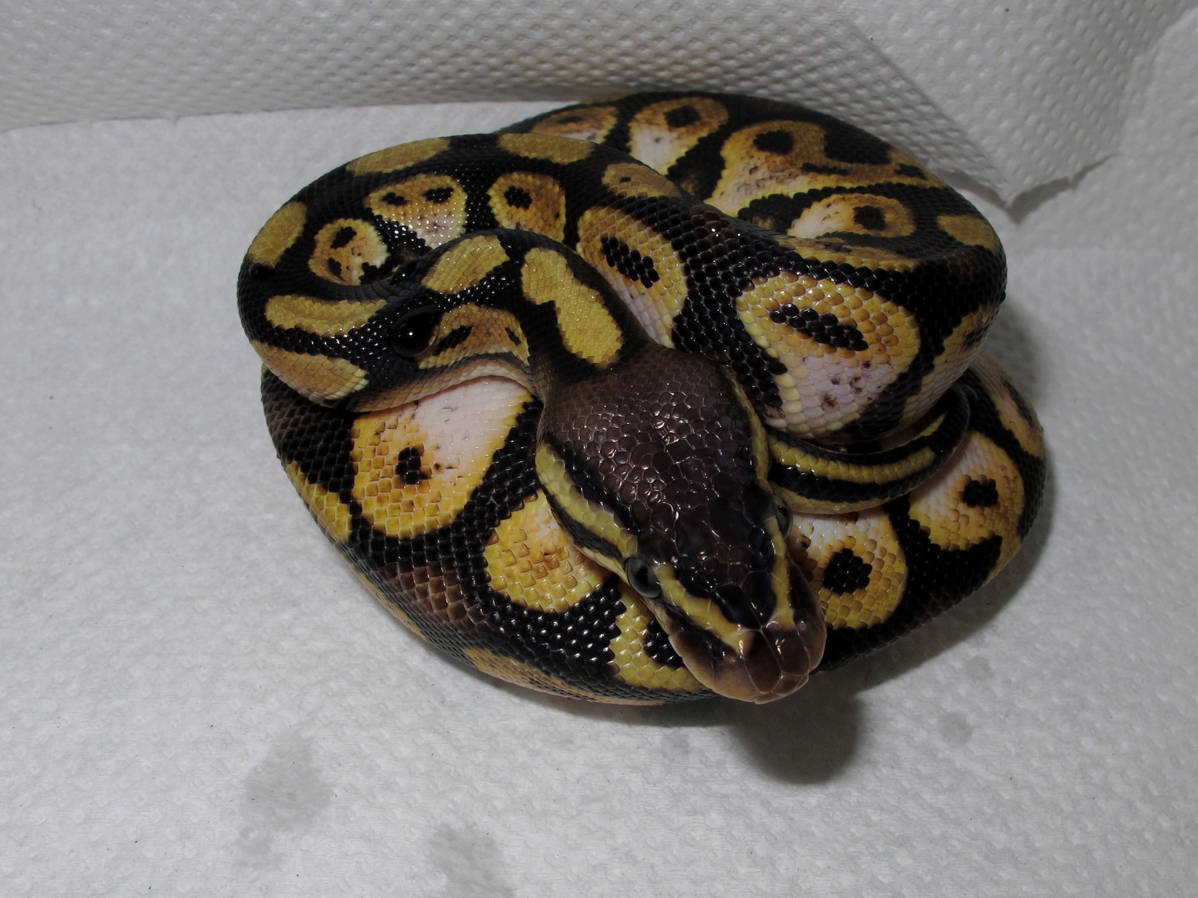 Ball Python