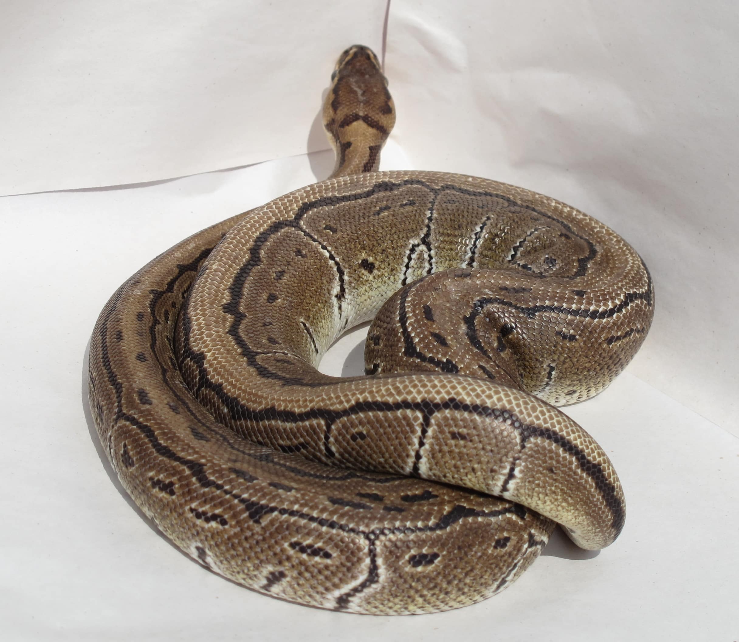 Ball Python