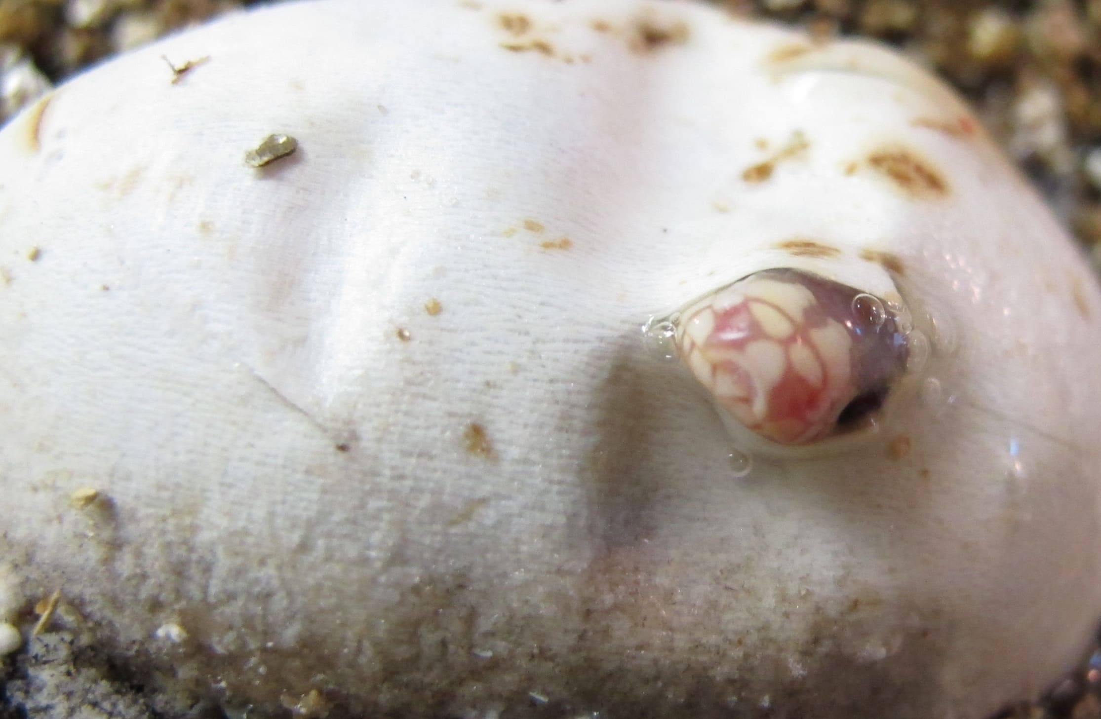 California Kingsnake Hatching